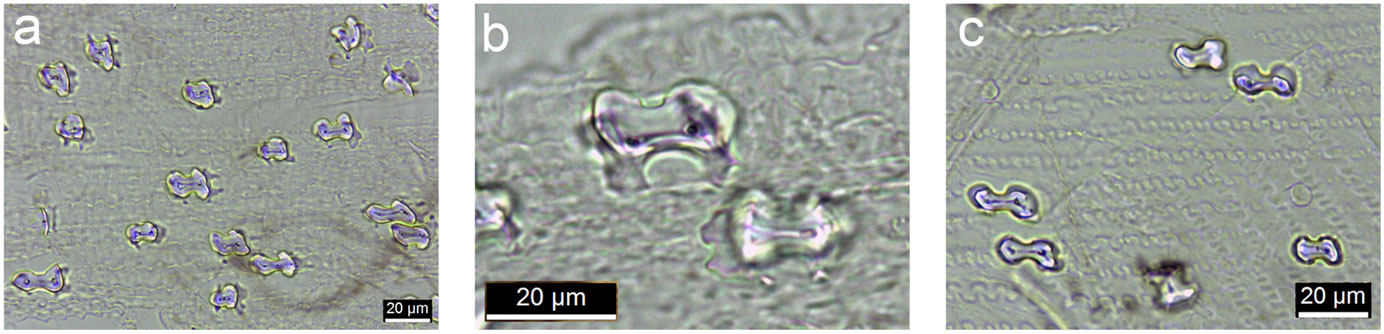 3-Panel image showing views of bilobate phytoliths from the bracts of kangaroo grass at different magnifications. Panel 1: Portion of epidermis showing multiple phytoliths. Panel 2: Detail of two phytoliths. Panel 3: Portion of epidermis showing five or six phytoliths.