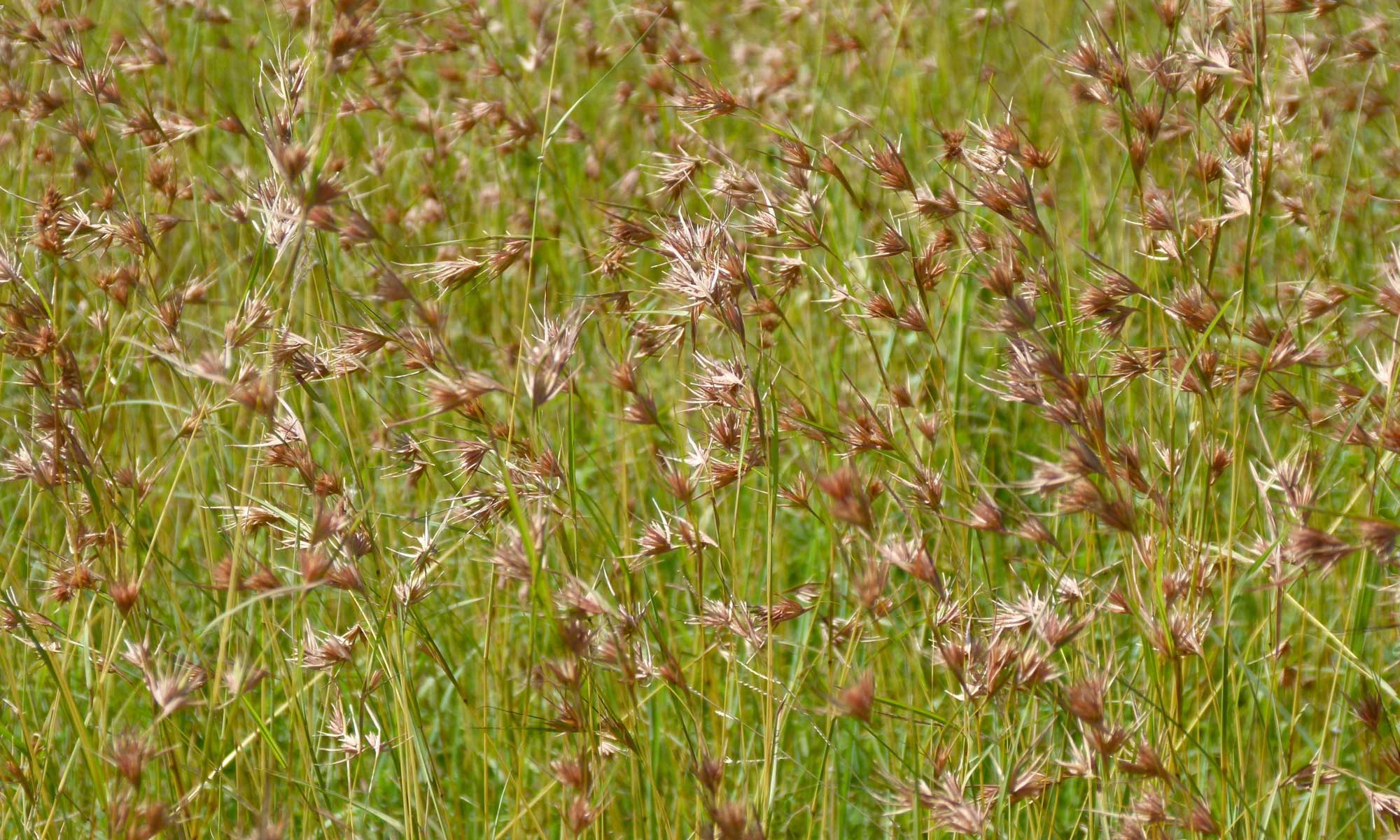Photograph of kangaroo grass, also called red grass, in Kruger National Park, South Africa.