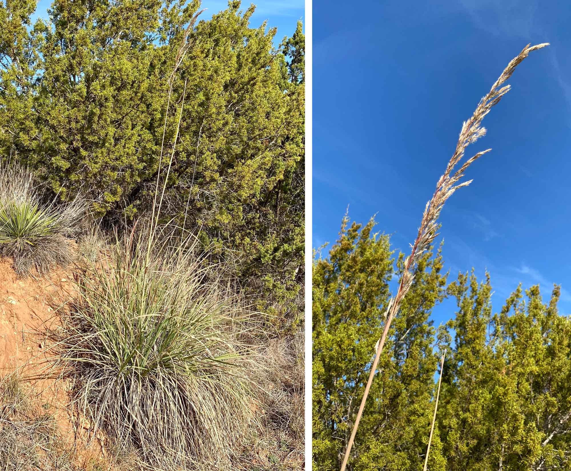 2-panel image showing photos of ravenna grass growing in Texas, U.S.A. Panel 1: Photo of a clump of ravenna grass growing on a steep dirt bank, with conifers rising in the background at the top of the bank. Panel 2: Detail of an inflorescence of ravenna grass. The flowering stalk is yellowish-brown and appears rather spent. Conifers can be seen in the background.