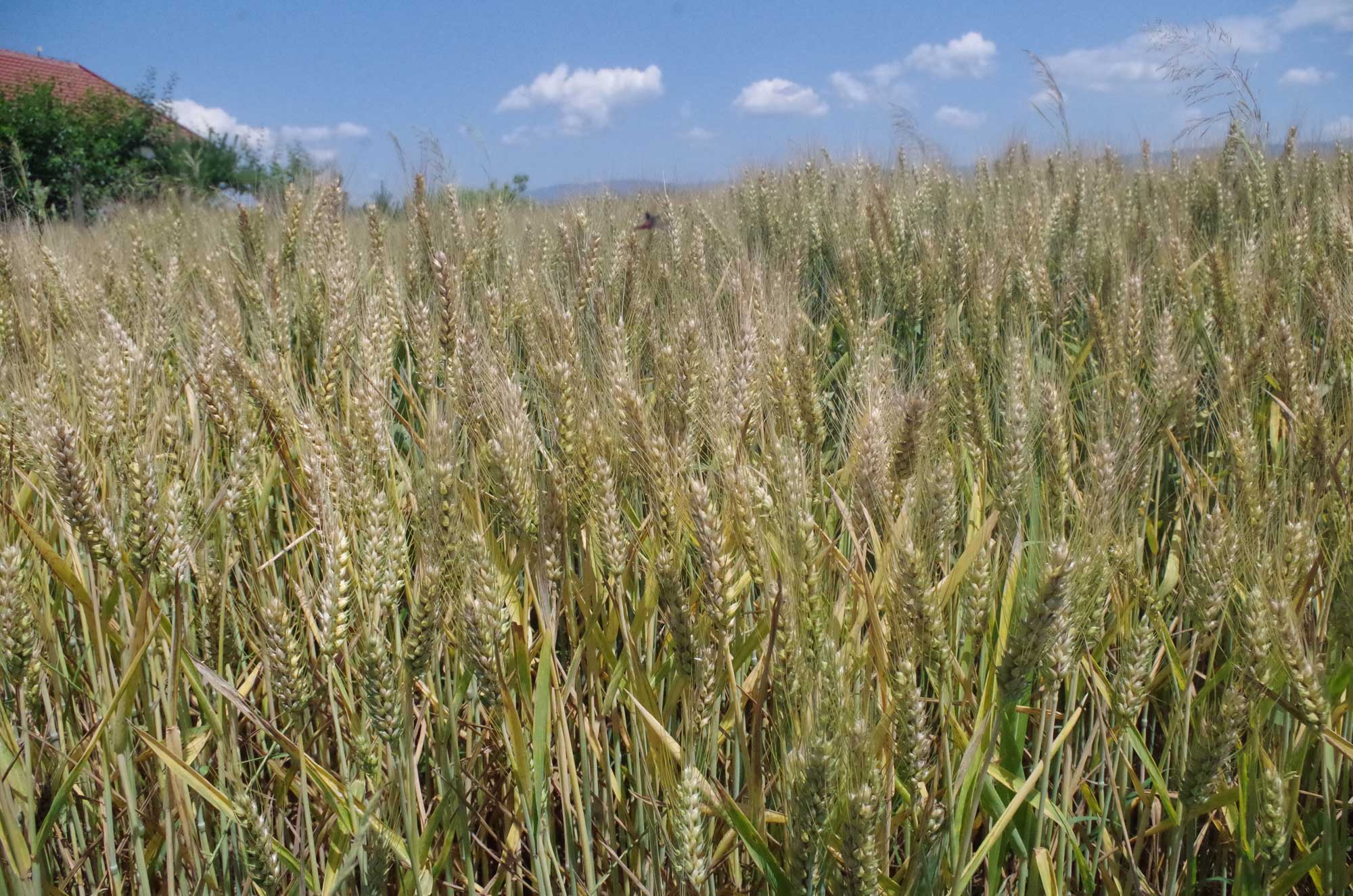 Photograph of a field of triticale. The photo shows a field of triticale plants with nearly mature ears.