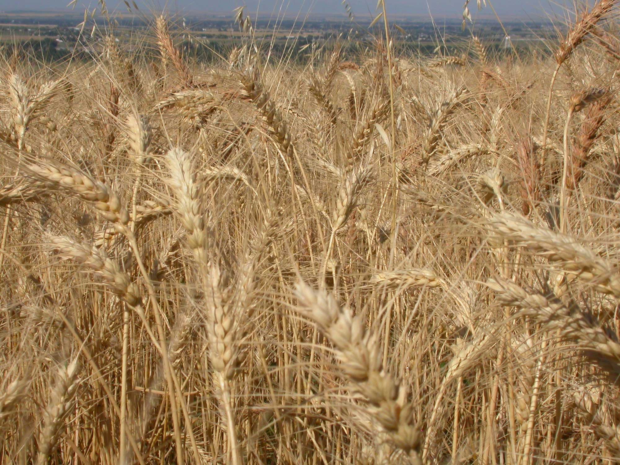 Photograph of a field of dry bread wheat plants. The photo is a close-up, showing the beige ears of multiple plants that are growing in a field.