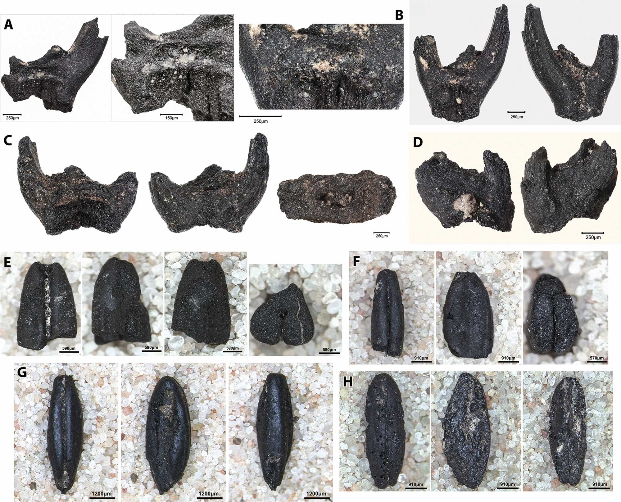 Multipanel figure of photographs showing parts of wild wheat spikelets and wheat grains from an archaeological site in Turkey.