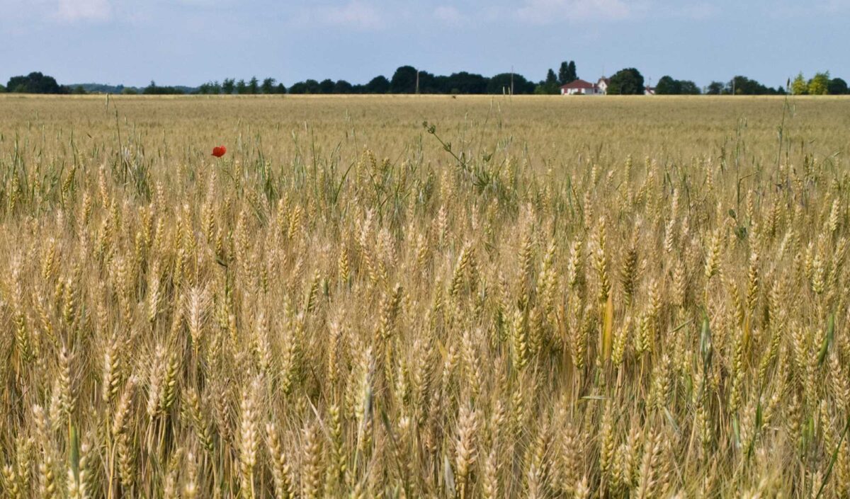 Photograph of a wheat field in Seine-et-Marne, France. The photo shows a field of dry wheat plants. Trees and a house can be seen on the horizon.
