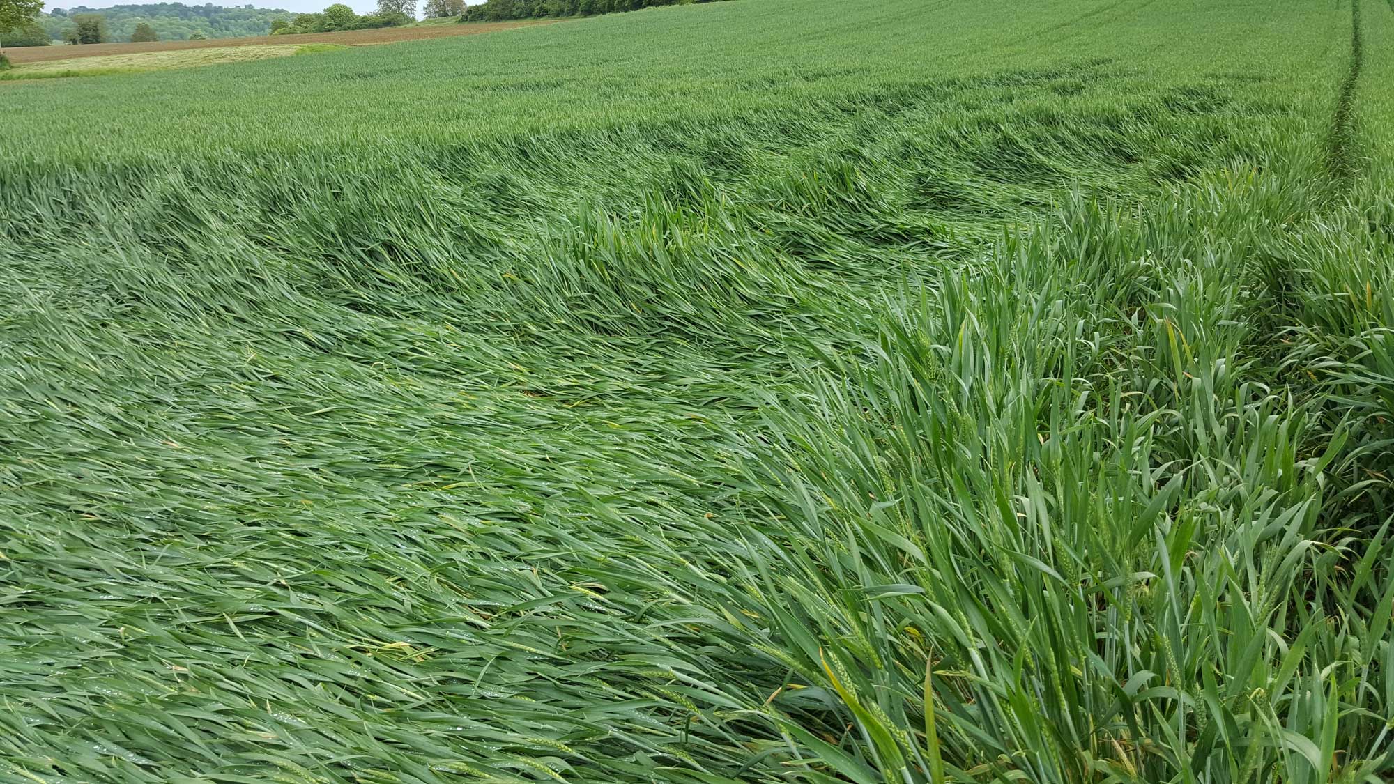 Photograph of a field of wheat showing the effects of lodging. The photo shows a field of green what plants. In the foreground, a large swath of plants is laying on the ground, a phenomenon called lodging.
