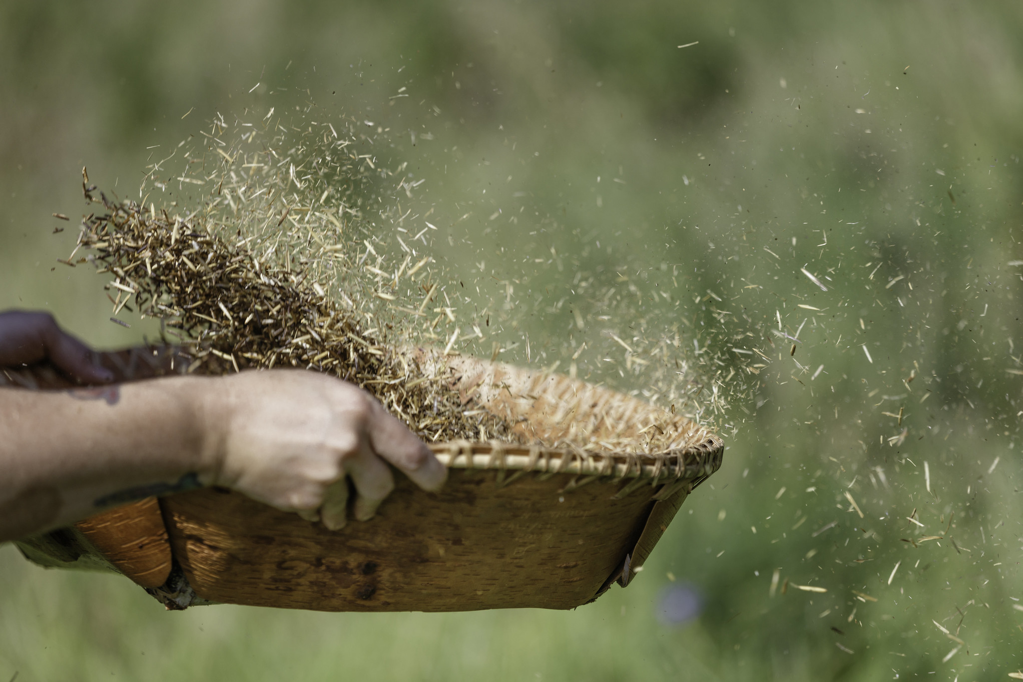 Photograph of a person winnowing wild rice in Minnesota, U.S.A. The photo shows the hands and the forearm of a person holding a basket, perhaps made out of pieces of bark. The person is tossing the rice up into the air. Chaff can be seen flying off the rice and into the air on the right side of the image.