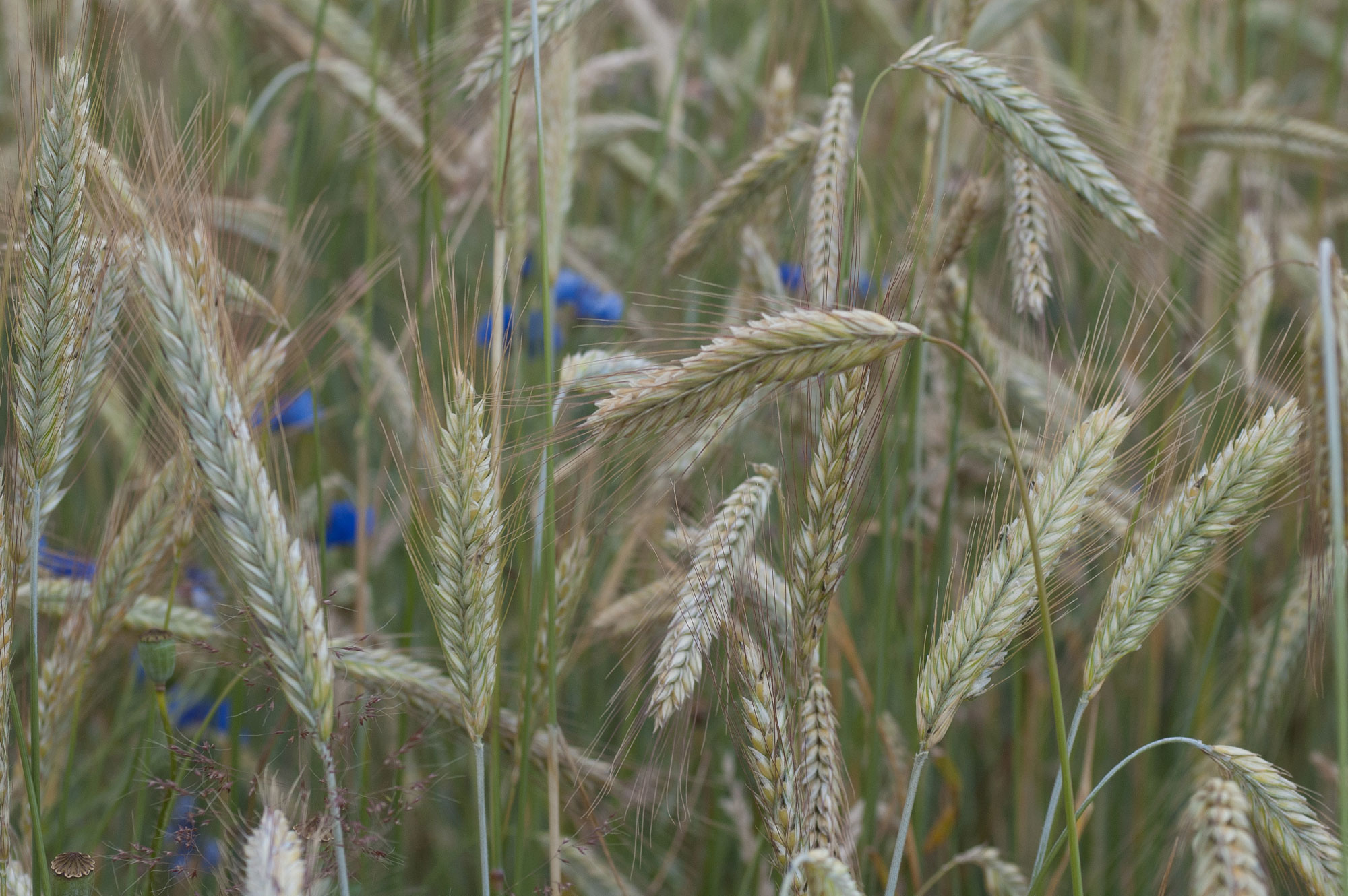 Photograph of a field of winter rye showing rye ears. Blue flowering can be seen out of focus in the background.