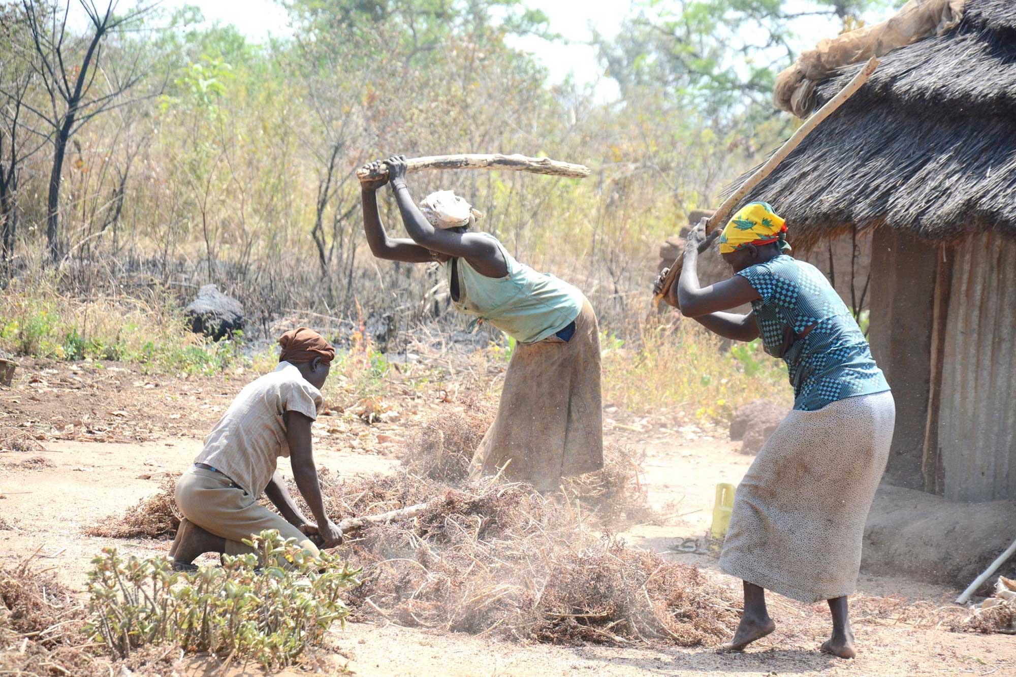 Photograph of women pounding sorghum in Uganda. The photo shows three women with thick wooden sticks hitting a pile of sorghum. Two of the women are standing with the sticks held up behind them, ready to swing down. One woman is kneeling and has brought her stick down on the plants. The women are wearing kercheifs over their hair, sleeveless or cap-sleeved shirts, off-white skirts, and no shoes. A hut with thatched roof can be seen on the left side of the image.