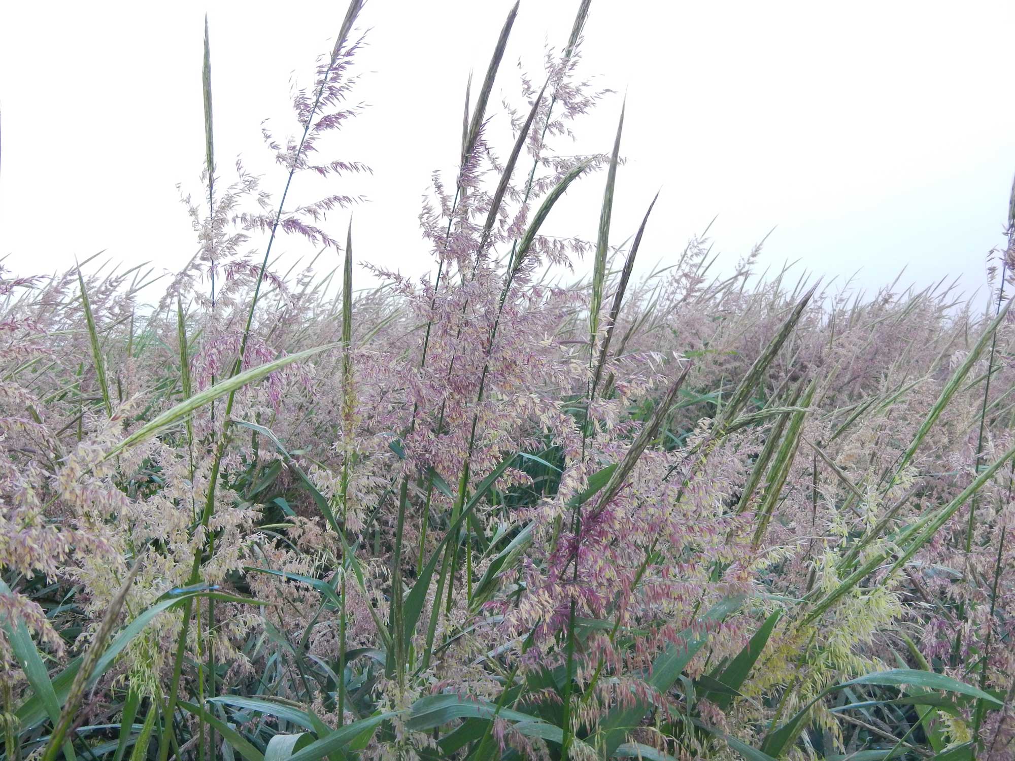 Photograph of wild rice cultivated in a field in California.