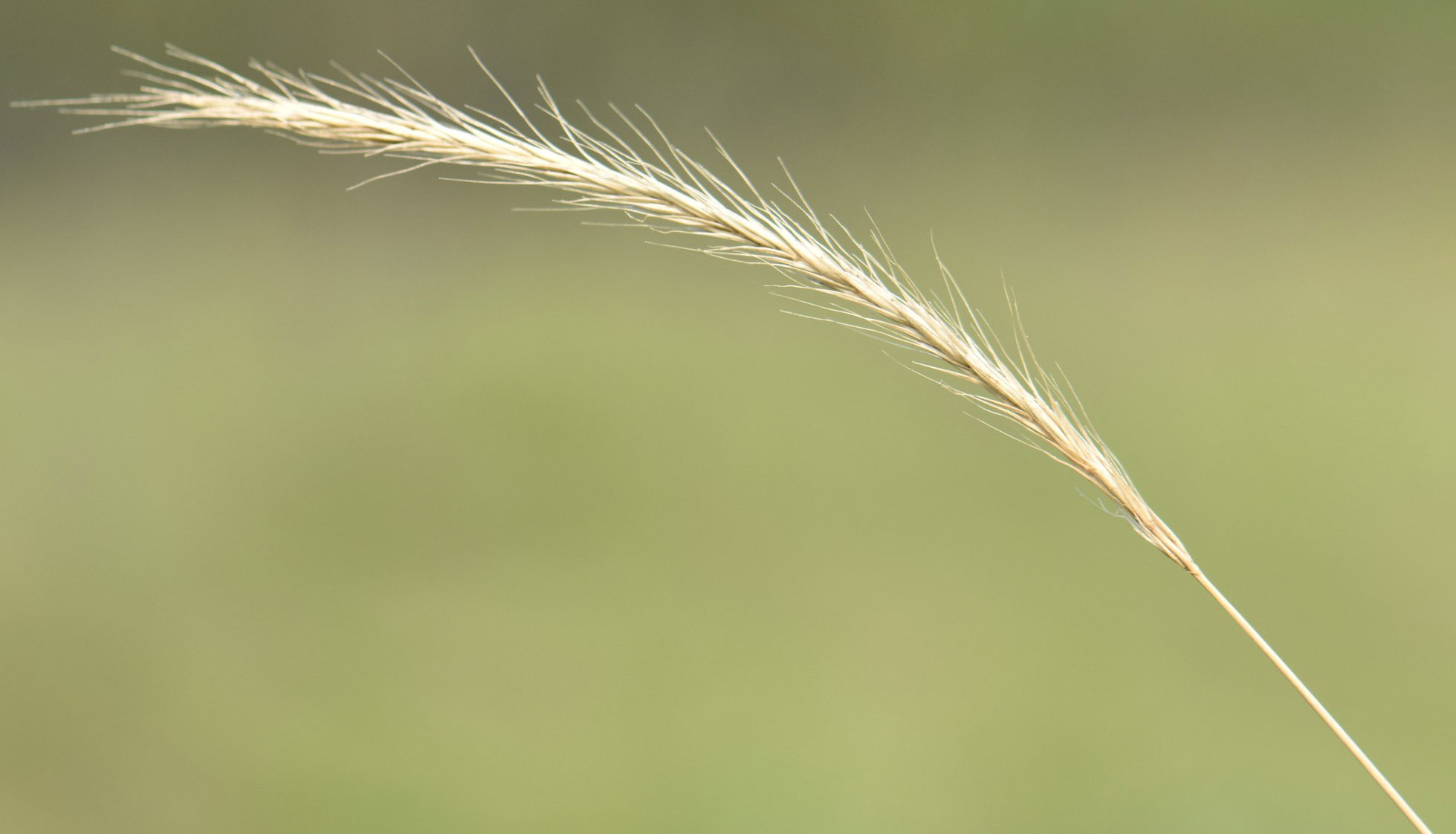 Photograph of the inflorescence of Macoun's barley, a hybrid between species in different genera. The photo shows a thin, light yellow inflorescence with a feathery appearance.