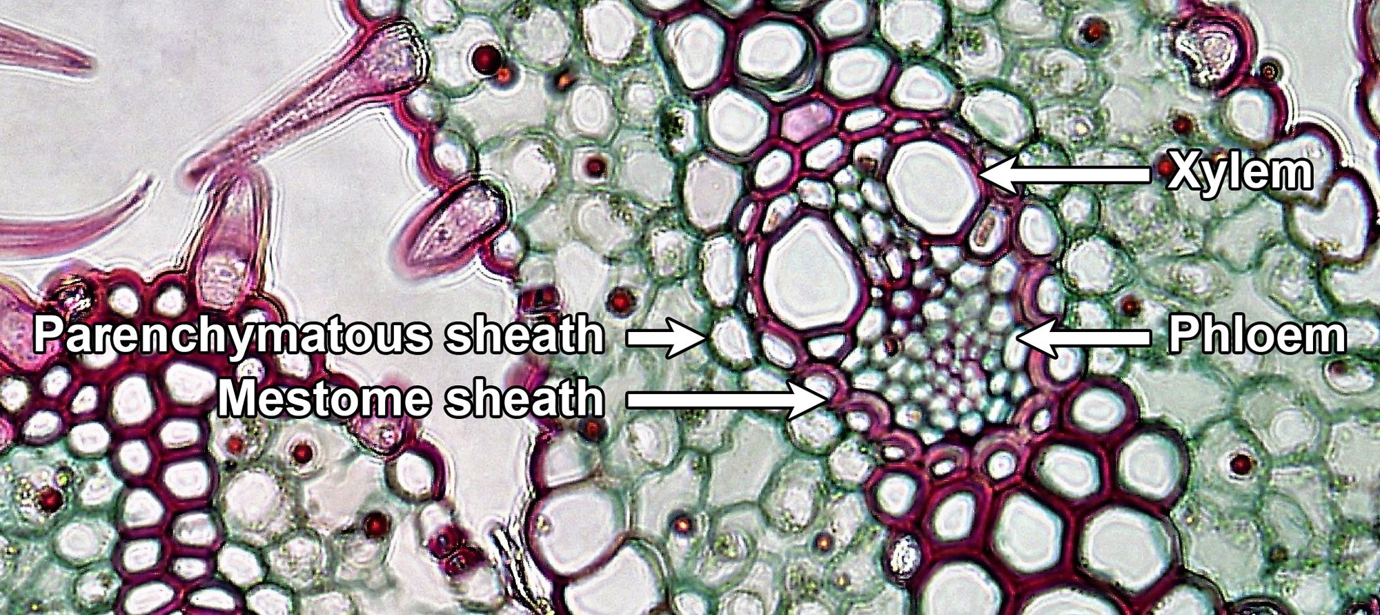 Photograph of a vascular bundle of the leaf of beachgrass in cross section taken under a microscope. The leaf has been stained to make the tissues stand out. The vascular is oval in shape with xylem towards the upper surface and phloem towards the lower surface. It is encircled by two layers of cells. The inner layer is the mestome sheath and the outer layer is the parenchymatous sheath. The cells of the mestome sheath have suberin and lignin in their side and inner walls, as indicated by the fact that these walls are thick and stained pink. The cells of the parenchyma sheath are larger with thinner walls.