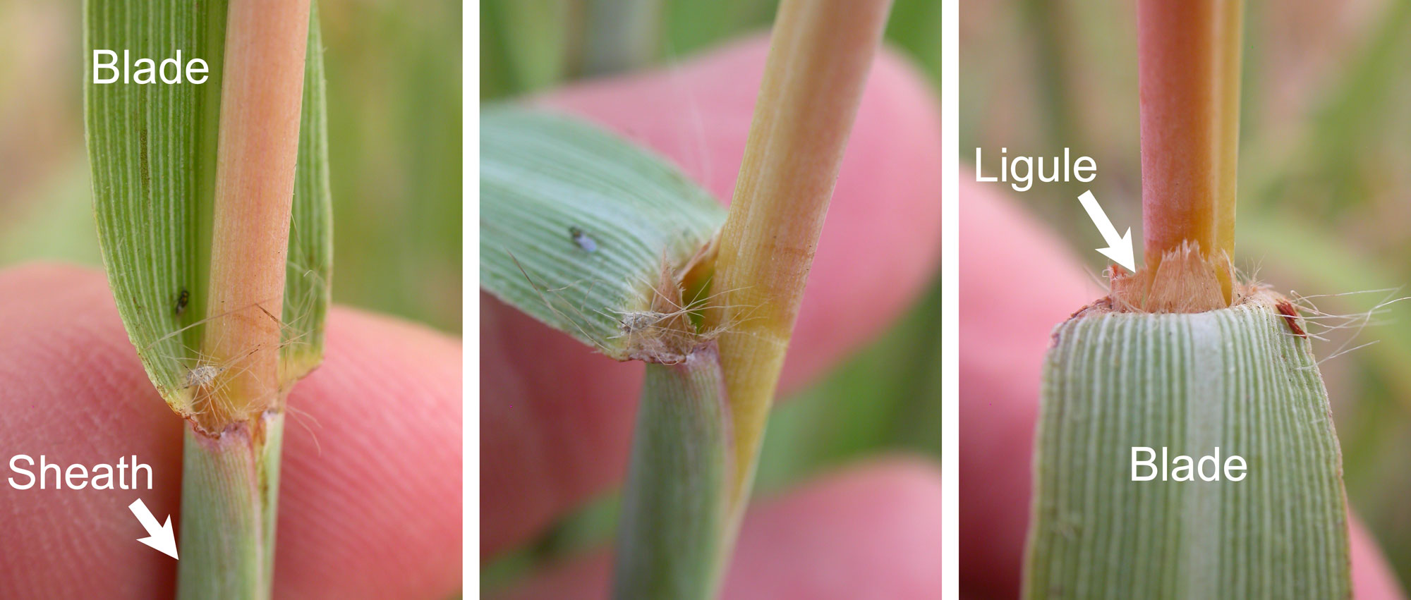Photographs showing three views of the leaf blade, leaf sheath, and ligule of big bluestem. The junction between the blade and the sheath is shown in three views in the three left panels, including the membranaceous ligule.