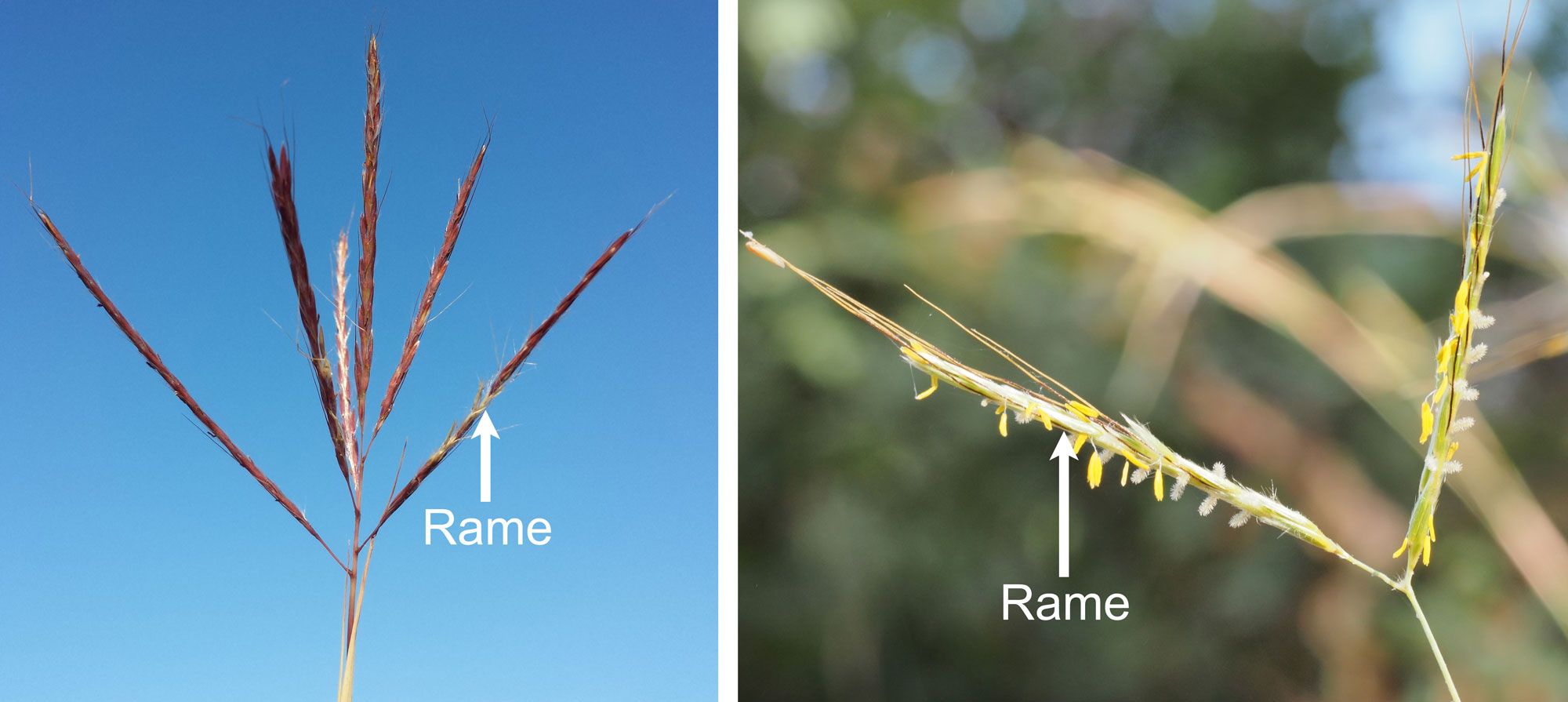 2-panel image showing photographs of rames of inflorescences of yellow bluestem and thatching grass, with a rame labeled on each image.