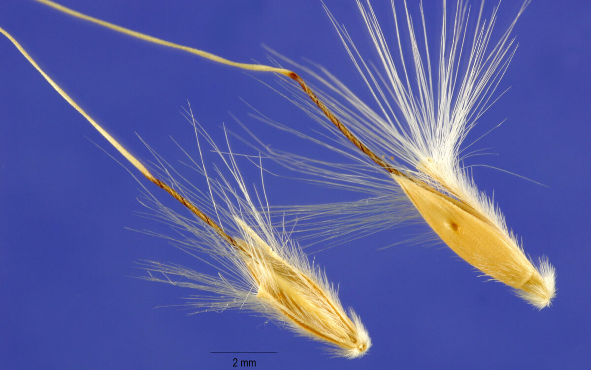 Photograph of two dispersal units of cane bluestem. One unit has a sessile spikelet, a pedicellate spikelet, and a rame segment. The other has a sessile spikelet and a rame segment. Each has a long twisted awn. Both have conspicuous hairs.