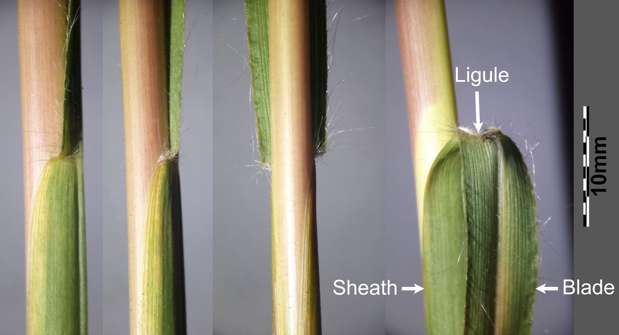 Photographs showing four views of the leaf blade, leaf sheath, and ligule of false beardgrass. The junction between the blade and the sheath is shown in three views in the three left panels. In the fourth panel, the blade has been pulled down and the sheath pulled slightly away from the stem to expose the short hairs of the ligule.