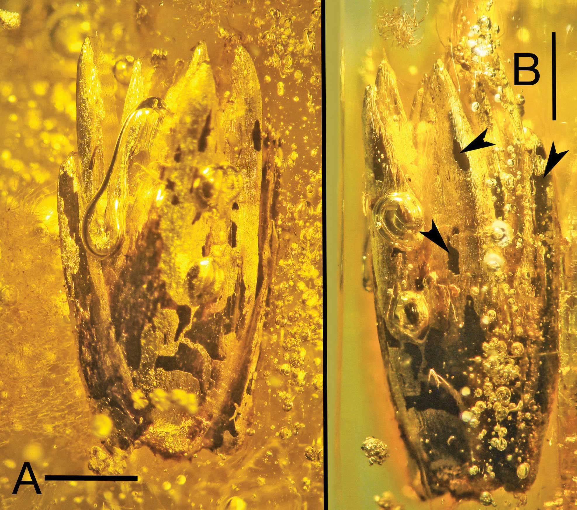 2-panel figure of photos shows a spikelet of the Eocene grass Eograminis balticus preserved in amber in two views. The view of the right has arrowheads showing insect damage.