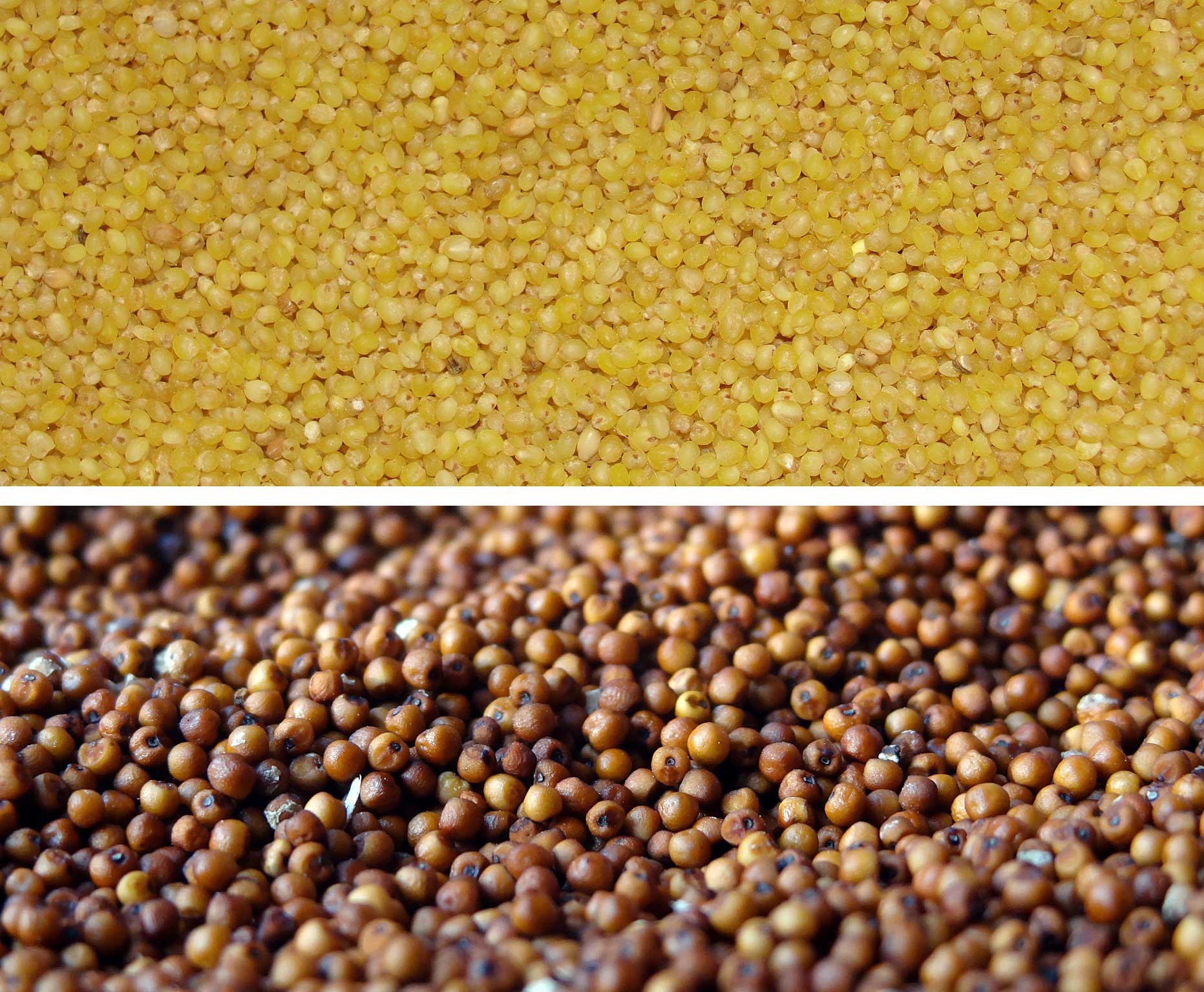 2-panel image showing photographs of millet grains. Panel 1: Grains of foxtail millet. The grains are small, round, and yellow in color. Panel 2: Grains of finger millet. The grain are small and round and range from light orange to medium brown in color.