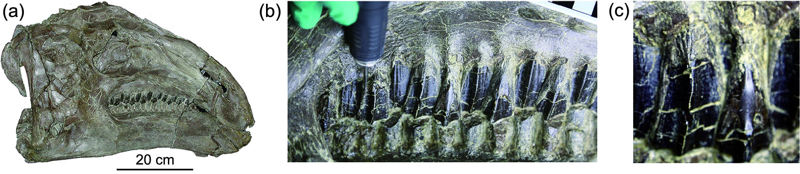 A 3-panel figure from a published paper showing photographs of a hadrosaur skull discovered in the Early Cretaceous of China. Panel 1: Side view of a whole skull. Panel 2: Detail of the teeth with a probe pointed to the place from which epidermal fragments were sampled. Panel 3: Close up view of two tooth.