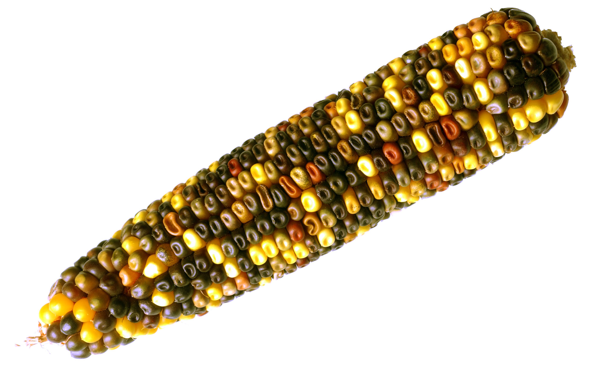 Photograph of an ear of corn with multicolored kernels, ranging from yellow to reddish to blue-black.