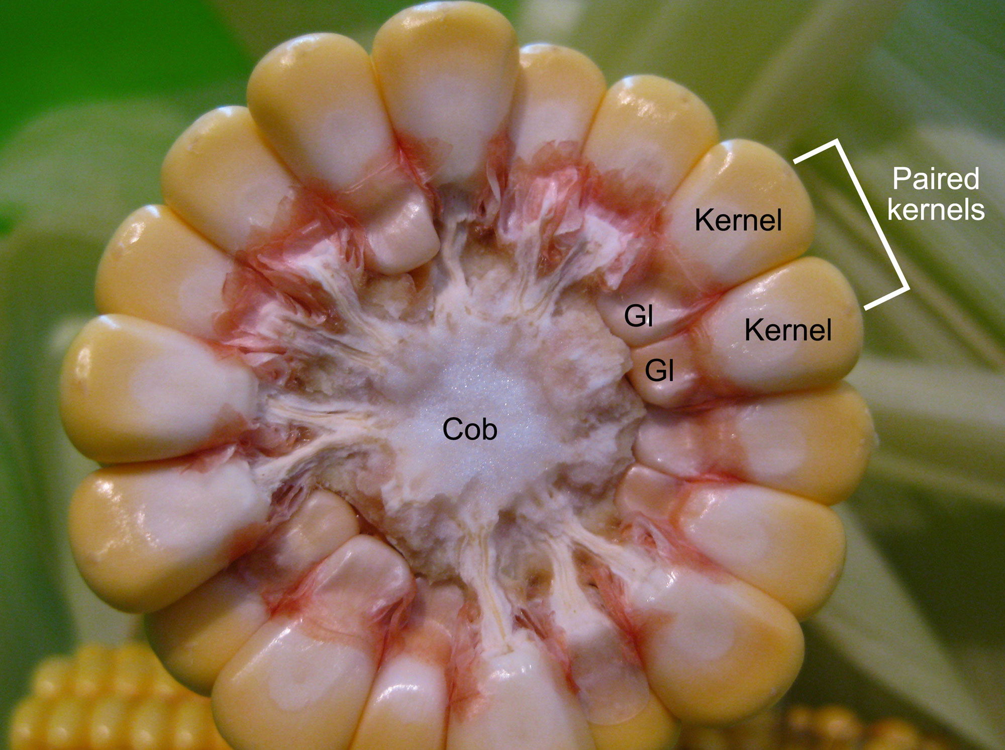 Photograph of an ear of corn cut transversely to exposed the kernels encircling and attached to the cob. A pair of kernels, their glumes, and the central cob are labeled.