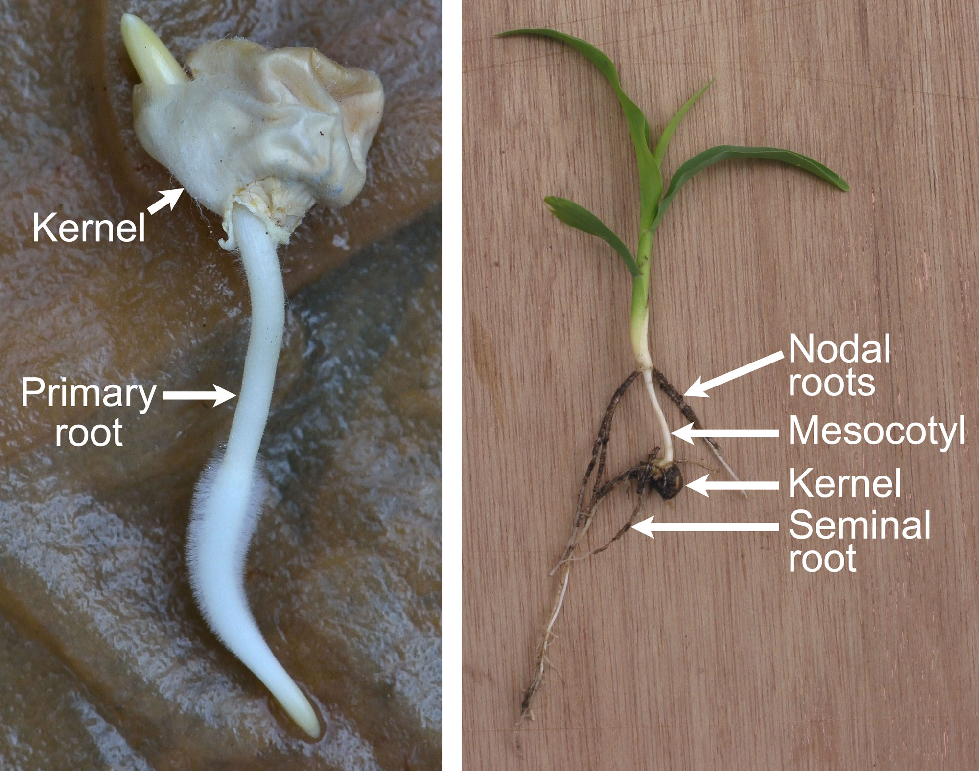 2-panel figure showing photographs of germinated maize kernels with young seedlings. Panel 1: Germinated kernel laying on its side on a wet paper towel. The kernel has a wrinkled surface. The primary root, which is white with root hairs near the tip, is protruding from the base of the kernel. The tip of the coleoptile is protruding from the upper surface of the kernel. Panel 2: Germinated kernel laying on its side on a piece of wood. The photo shows a green seedling atop an extended mesocotyl, which looks like a thin white stem. A series of nodal roots grows out of the base of the stem of the green seedling, above the mesocotyl. The kernel occurs at the base of the mesocotyl. Seminal roots and a probable primary root grow out of the kernel.