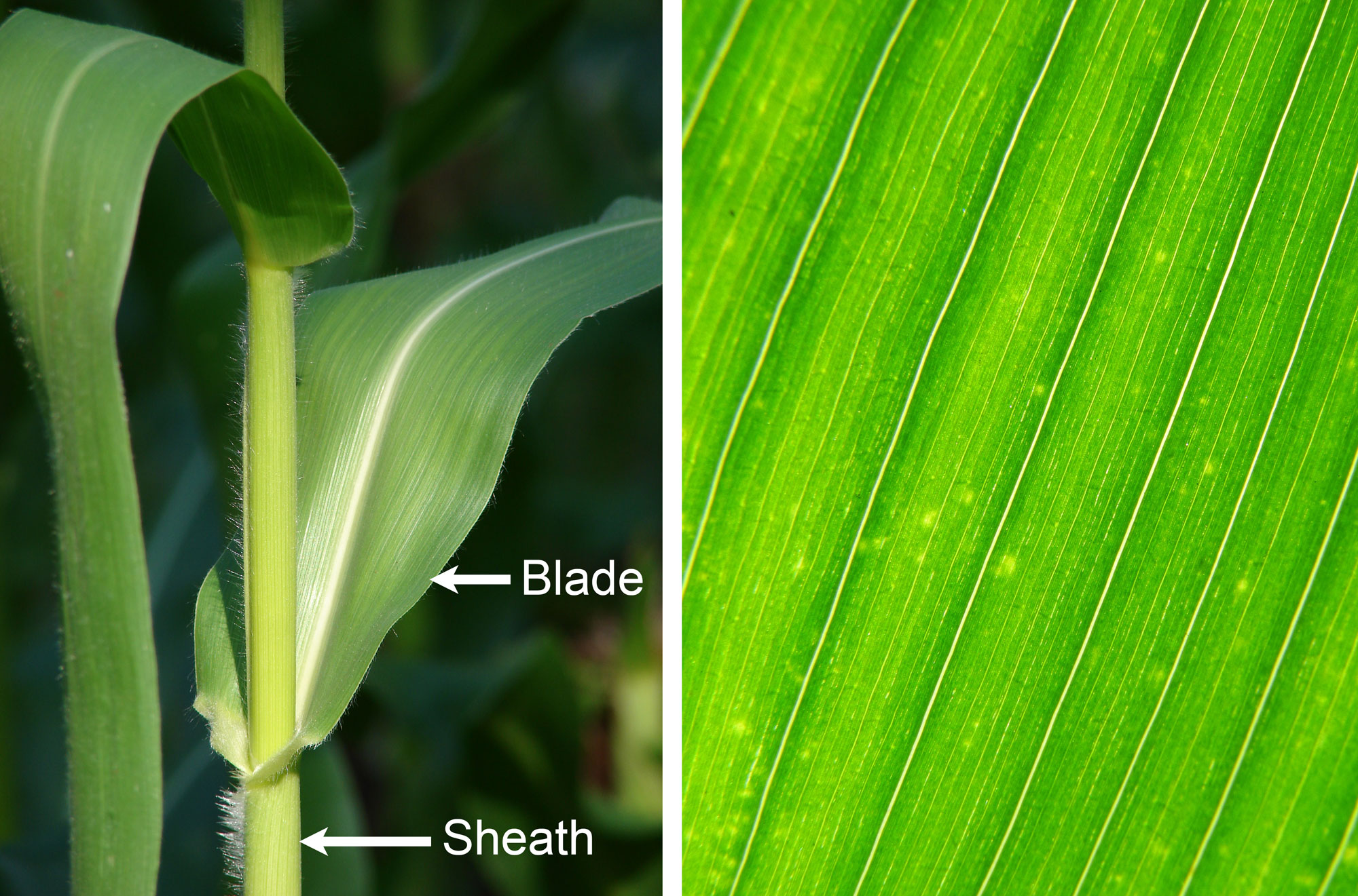 2-panel figure showing photographs of foliage leaves of maize. Panel 1: Portion of a maize stalk and portions of two foliage leaves, with the blade and sheath of one leaf labeled. Panel 2: Detail of the blade of a maize leaf showing the parallel major veins.