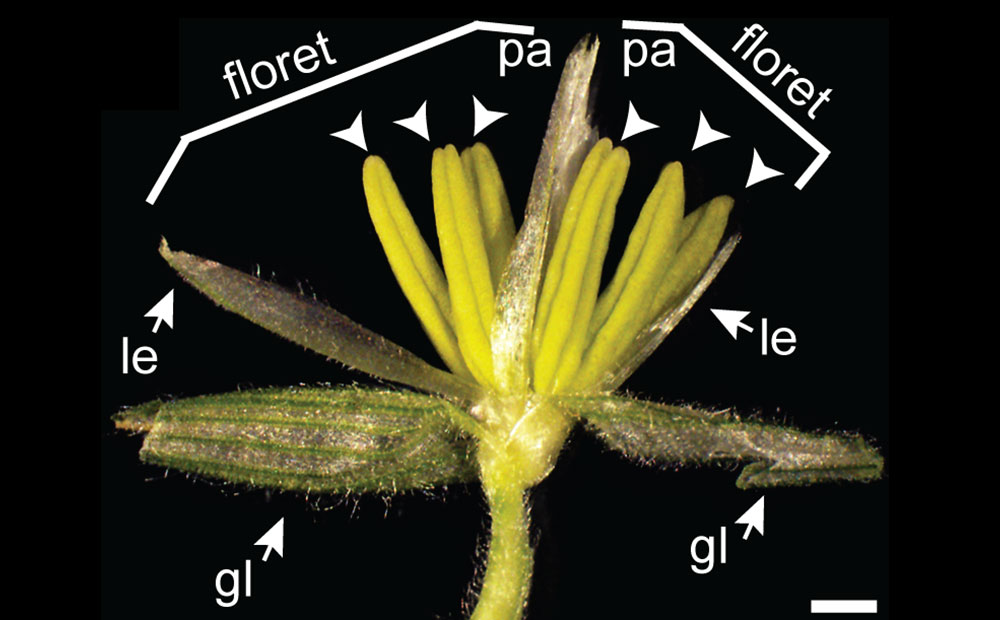 Photograph of a dissected spikelet of maize with labels. The spikelet has been opened. It has two glumes at its base. Two florets occur above the glumes. Each floret has a lemma on the outside and a palea on the inside, with three yellow anthers between.