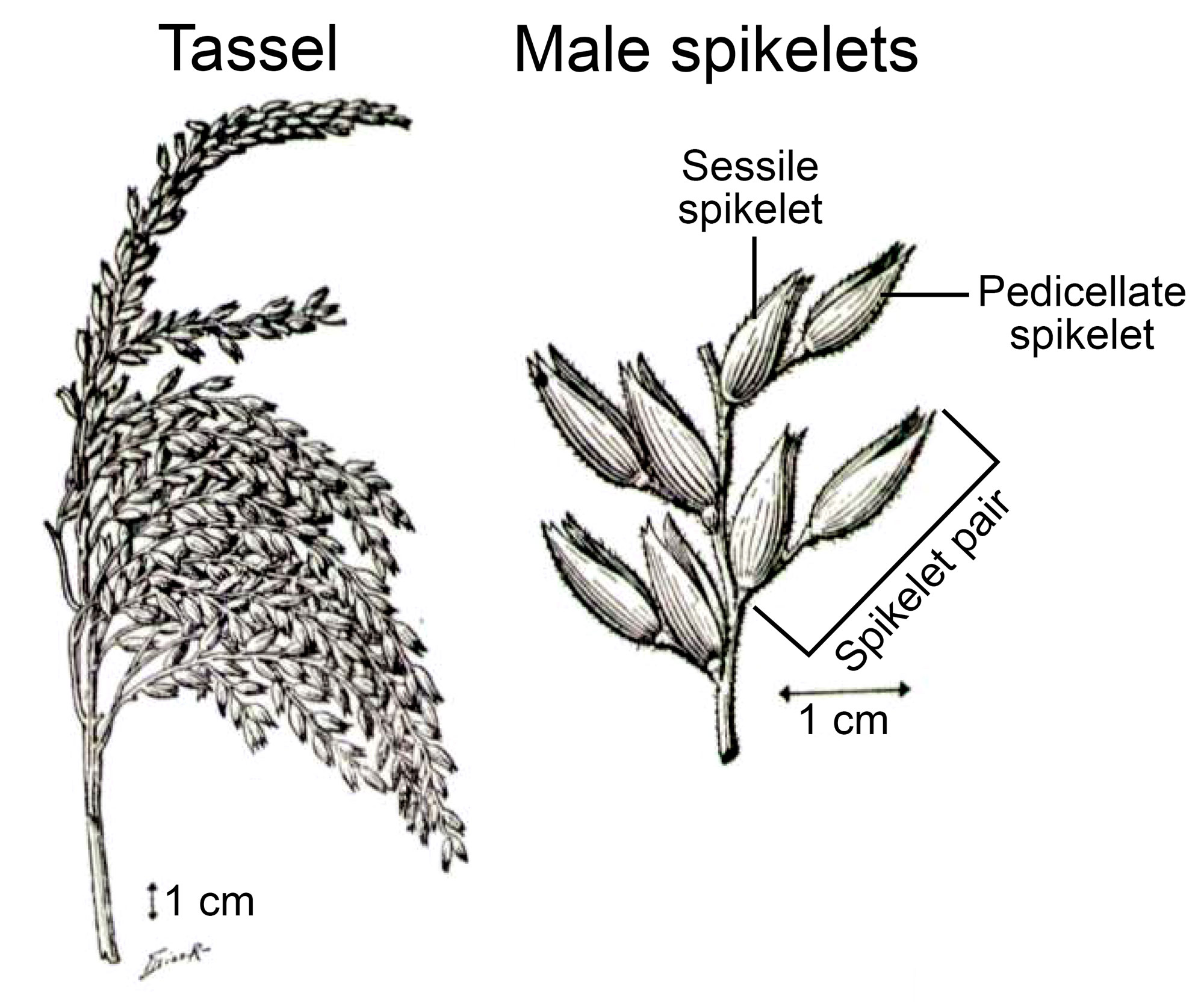 Line drawings of a tassel and a detail of a portion of a branch bearing pairs of male spikelets. The tassel has multiple branches, each bearing multiple pairs of spikelets. The detail shows a delicate branch with two pairs of male spikelets borne alternately on each side. Each pair of spikelets includes one sessile and one pedicellate spikelet.