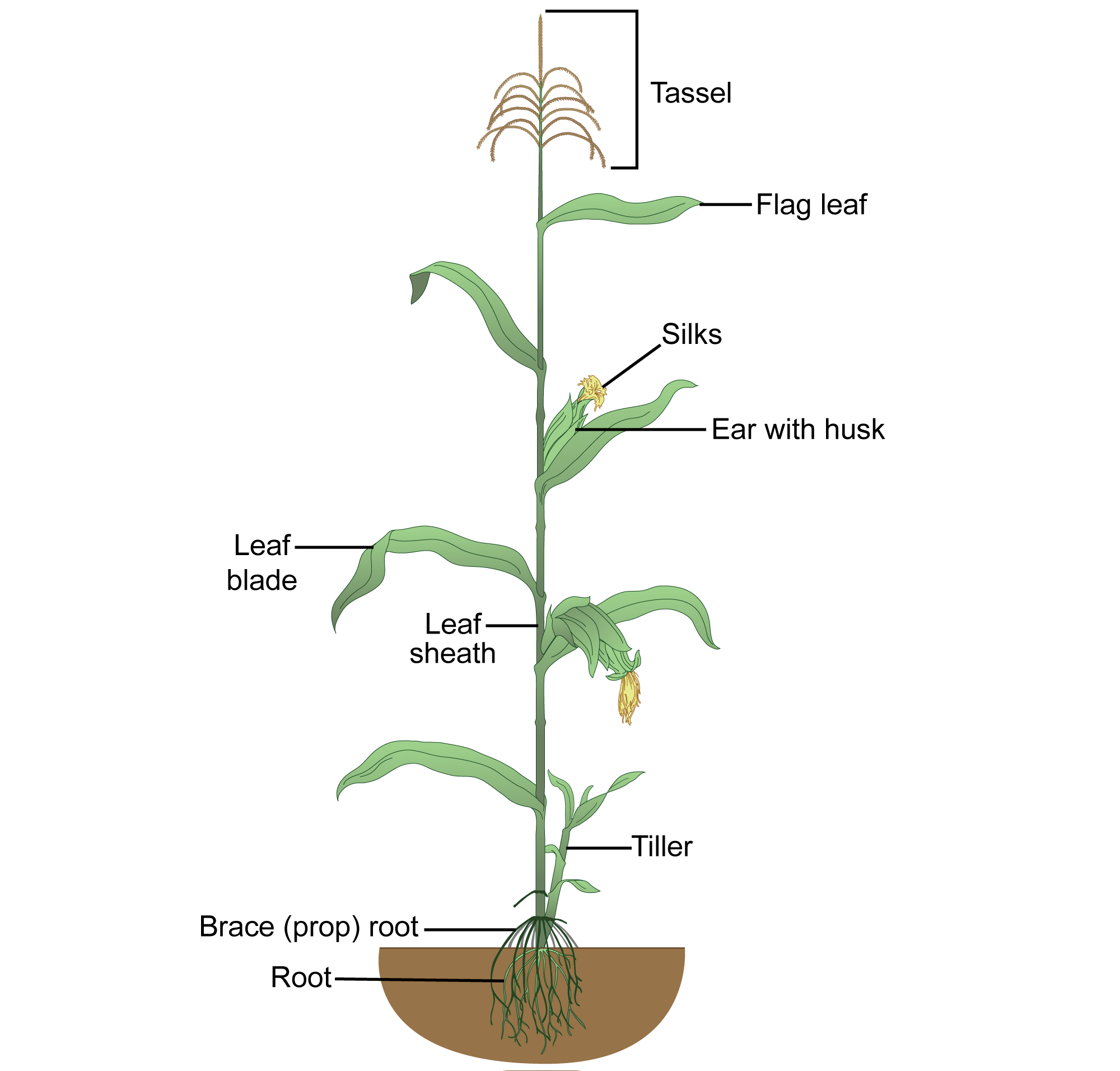 Diagram of a mature maize plant with reproductive structures. The diagram shows a maize plant with a tall, straight stalk with six foliage leaves. A tassel occurs at the top of the stalk, and ears with silks protruding from them occur in two of the leaf axils. A series of prop roots and underground roots occur at the base of the stalk. A tiller also occurs near the base of the stalk.
