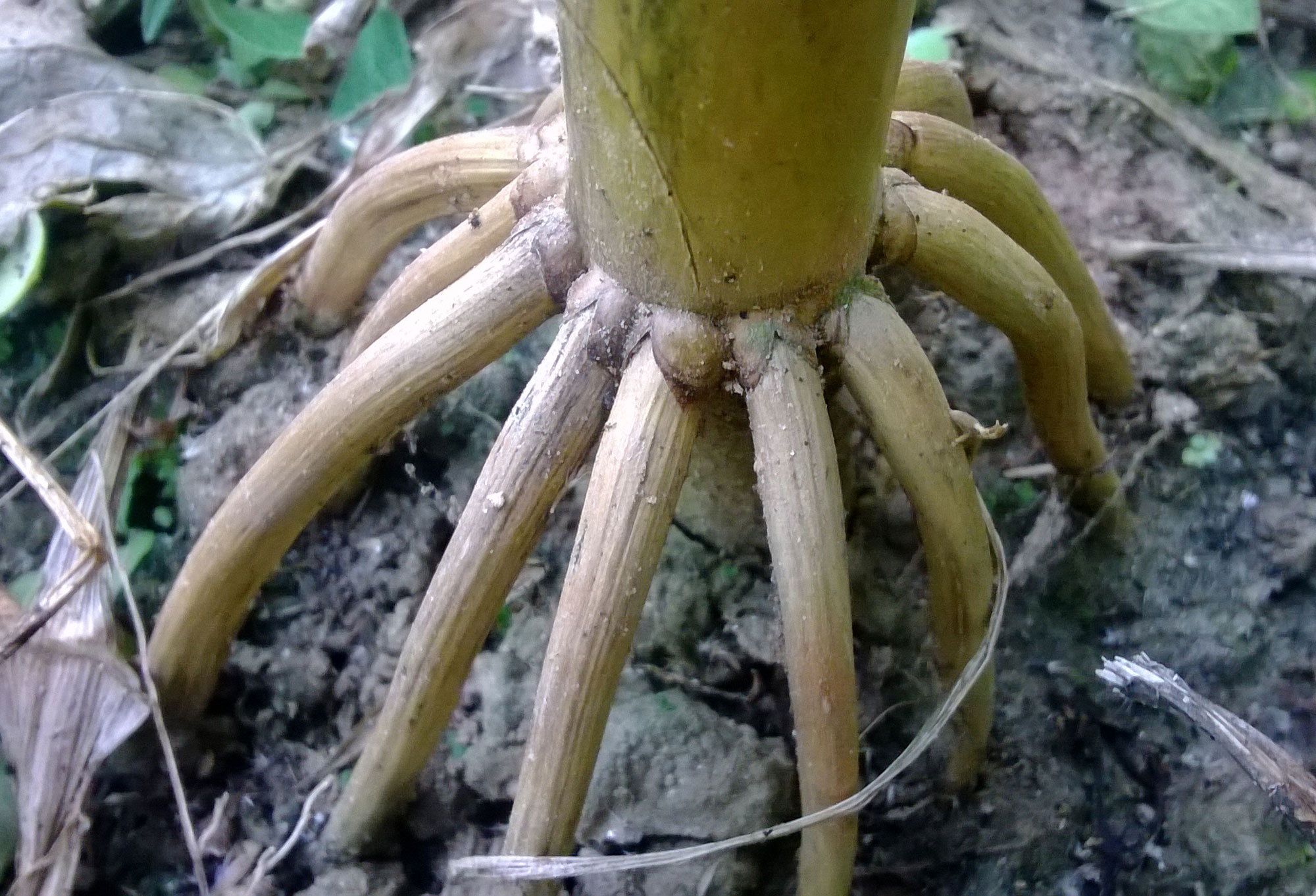 Photograph of prop roots of a maize plant. The photo shows the base of a corn stalk with multiple roots growing from a node aboveground and arching into the soil.