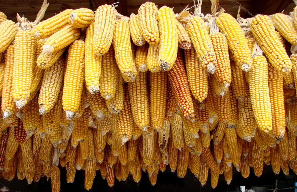 Photograph of ears of maize with yellow kernels strung from horizontal wires or or ropes. 
