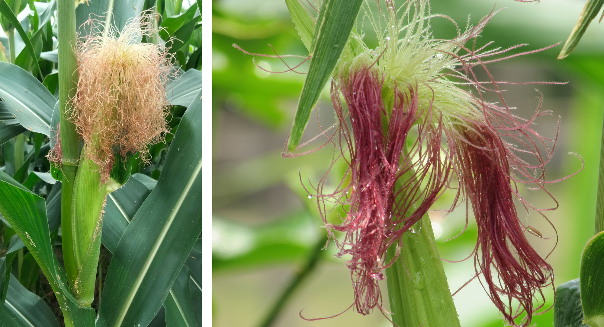 2-panel figure showing photographs of stigmas or silks on corn ears. Panel 1: Portion of a maize stalk with a corn ear that has stigmas sticking out of its tip. The silks are yellow and pinkish. Panel 2: Detail of the silks of a corn ear that are green at the base and deep red at the tips.