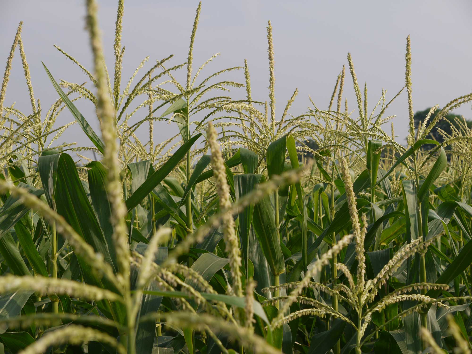 Photograph of the tassels of maize plants growing in a field.