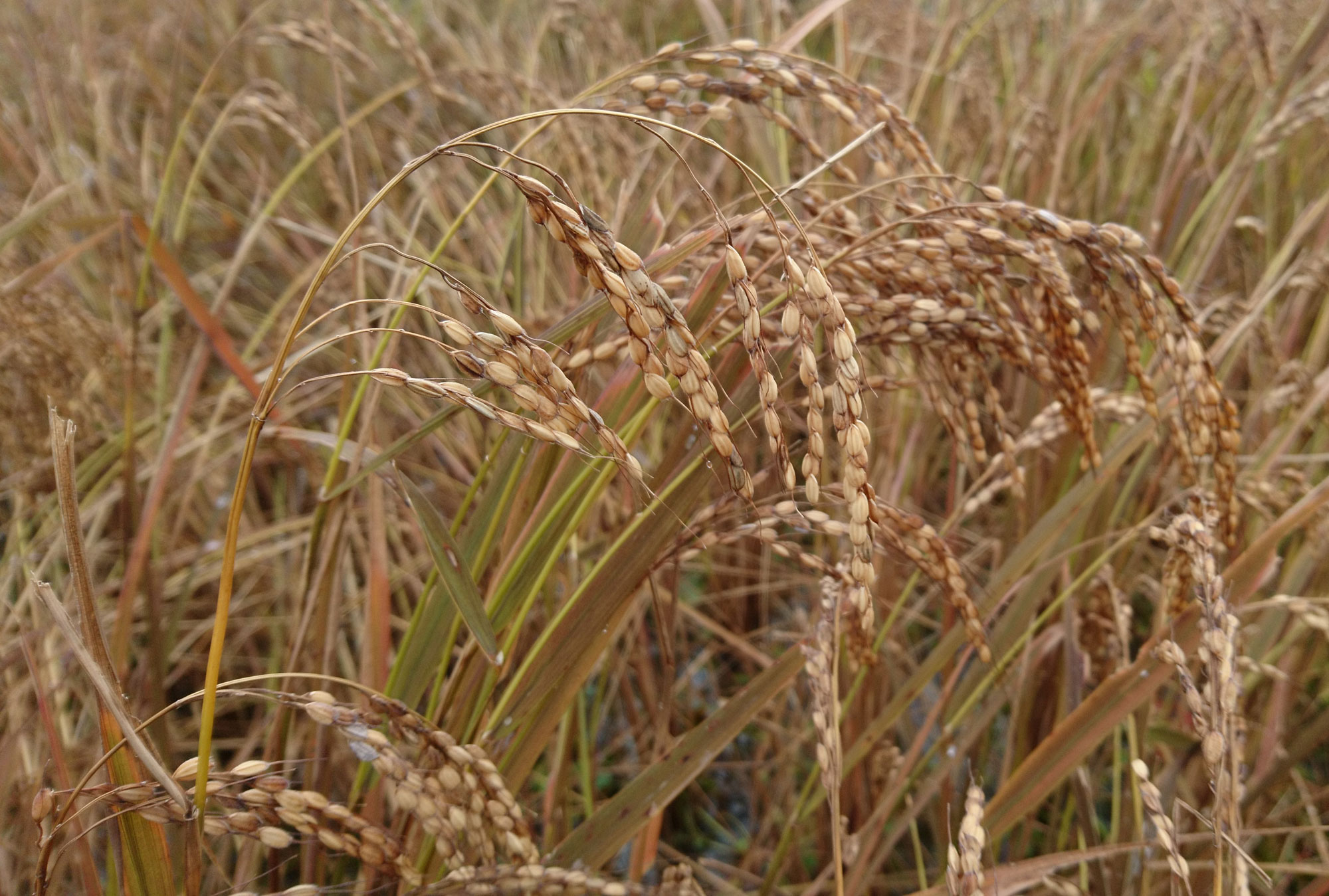 Photograph of rice plants in a field. The photo shows a close view of rice plants with nodding inflorescences bearing grain.