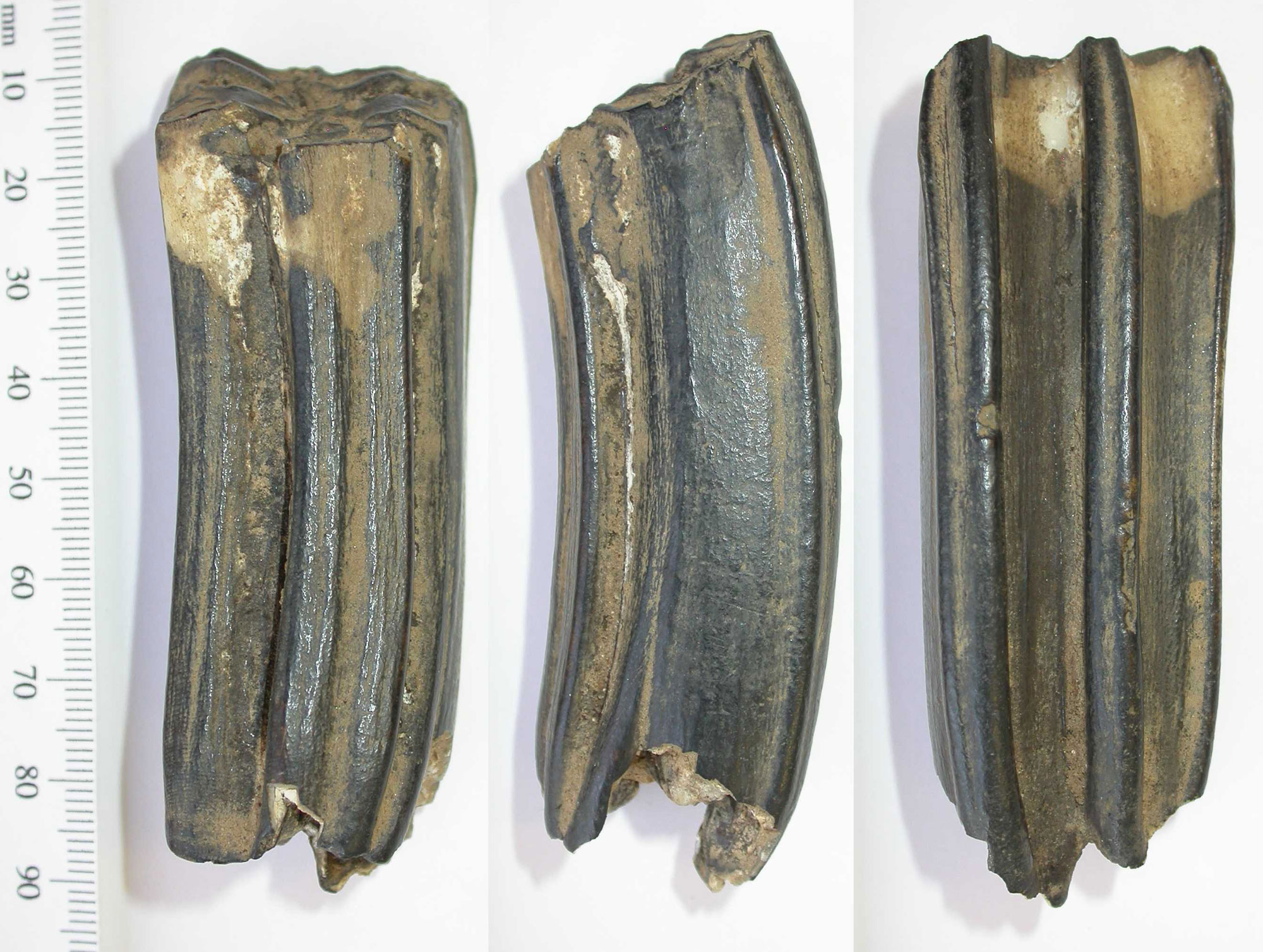 3-panel image showing three views of a partially fossilized horse tooth from the Paleolithic of England. The photos show the tooth from the side. The tooth is elongated-rectangular in shape with linear ridges on its faces. It is about 85 millimeters high. 