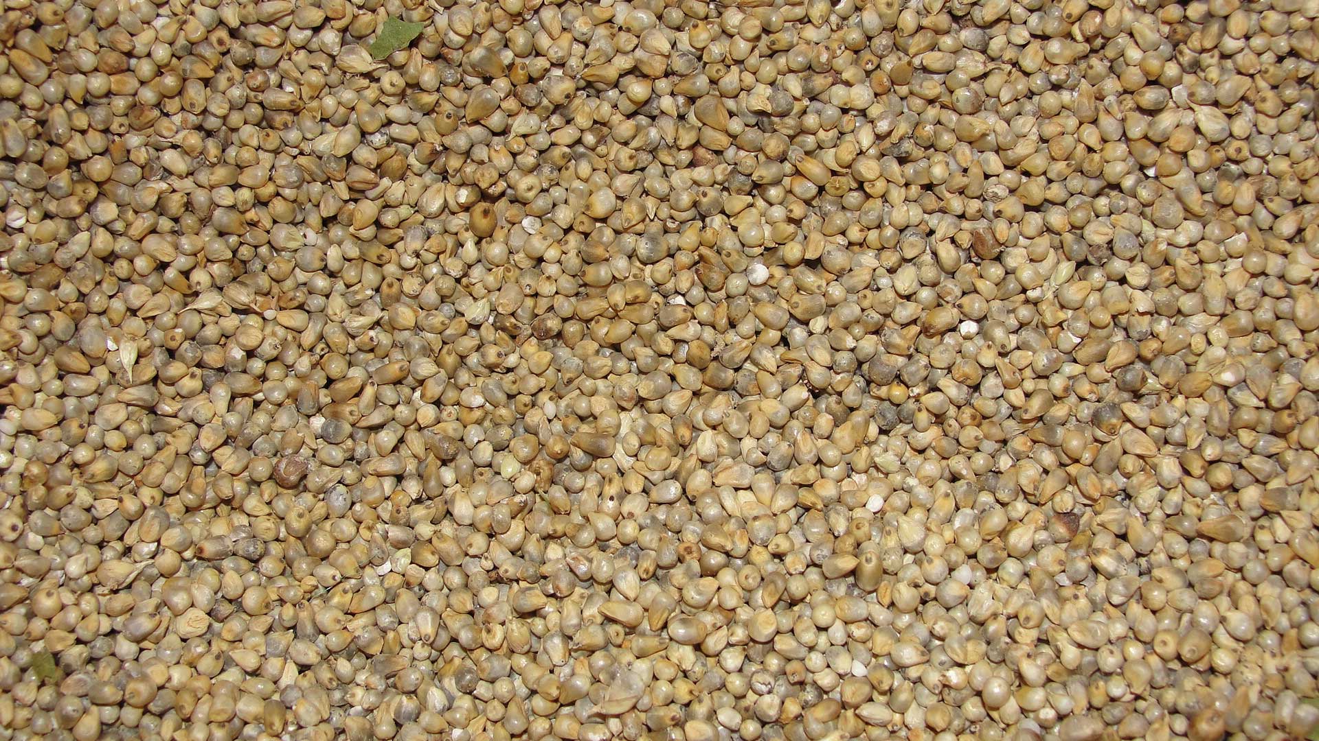 Photograph of grains of pearl millet. The photo shows small, round grains that are light to medium brow