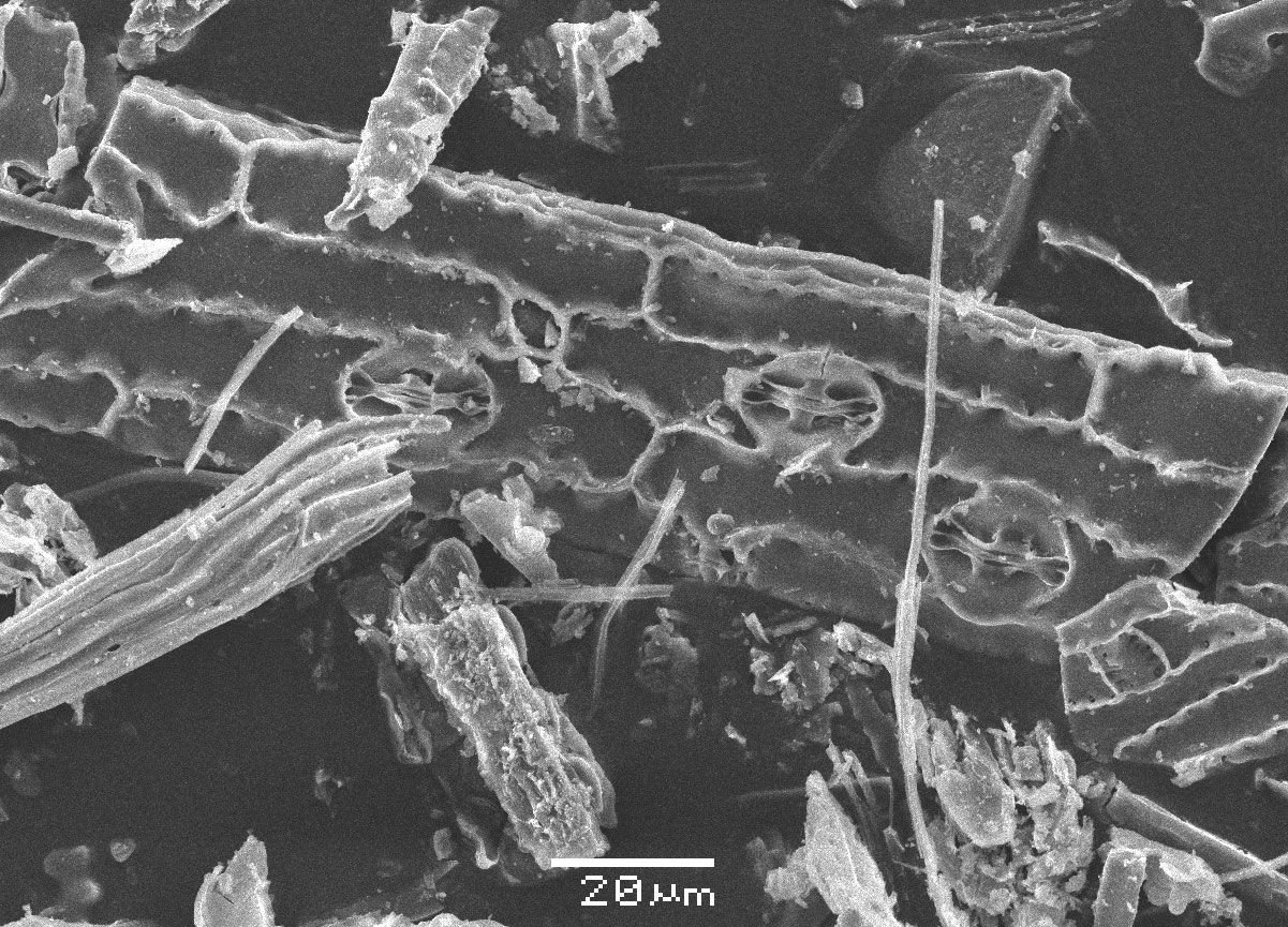 Scanning electron micrograph (picture taken with a scanning electron microscope) of elephant grass (Cenchrus purpureus) phytoliths. The image shows a piece of epidermis with long cells and stomata.
