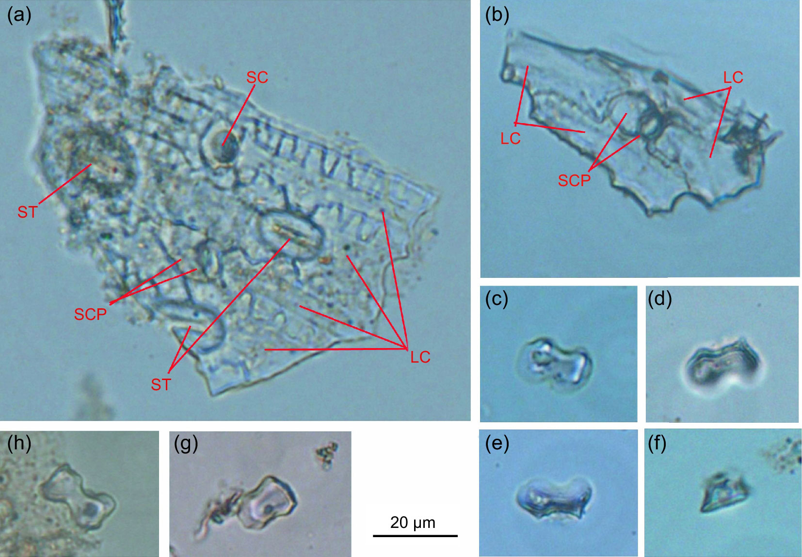 An 8-panel figure from a published paper showing photographs of epidermal fragments  and isolated phytoliths from a hadrosaur skull discovered in the Early Cretaceous of China. The two upper panels show epidermal fragments with cell types labeled, including long cells, short cells, and stomata. The remaining six panels show isolated phytoliths of various shapes, including dumbbell or bilobed and rondel.