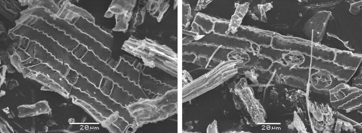 2-panel image of scanning electron micrographs (pictures taken with a scanning electron microscope) of elephant grass (Cenchrus purpureus) phytoliths. Panel 1: Image of a portion of epidermis with long and short cells. The long cells have wavy lateral walls. Panel 2: Image of a portion of epidermis with long cells and stomata.