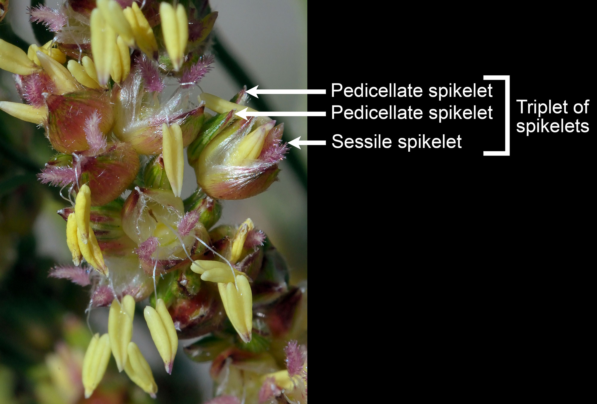 Photograph of a group of spikelets of sorghum on in an inflorescence. Two pedicellate spikelets and a sessile spikelets in a triplet of spikelets is labeled.