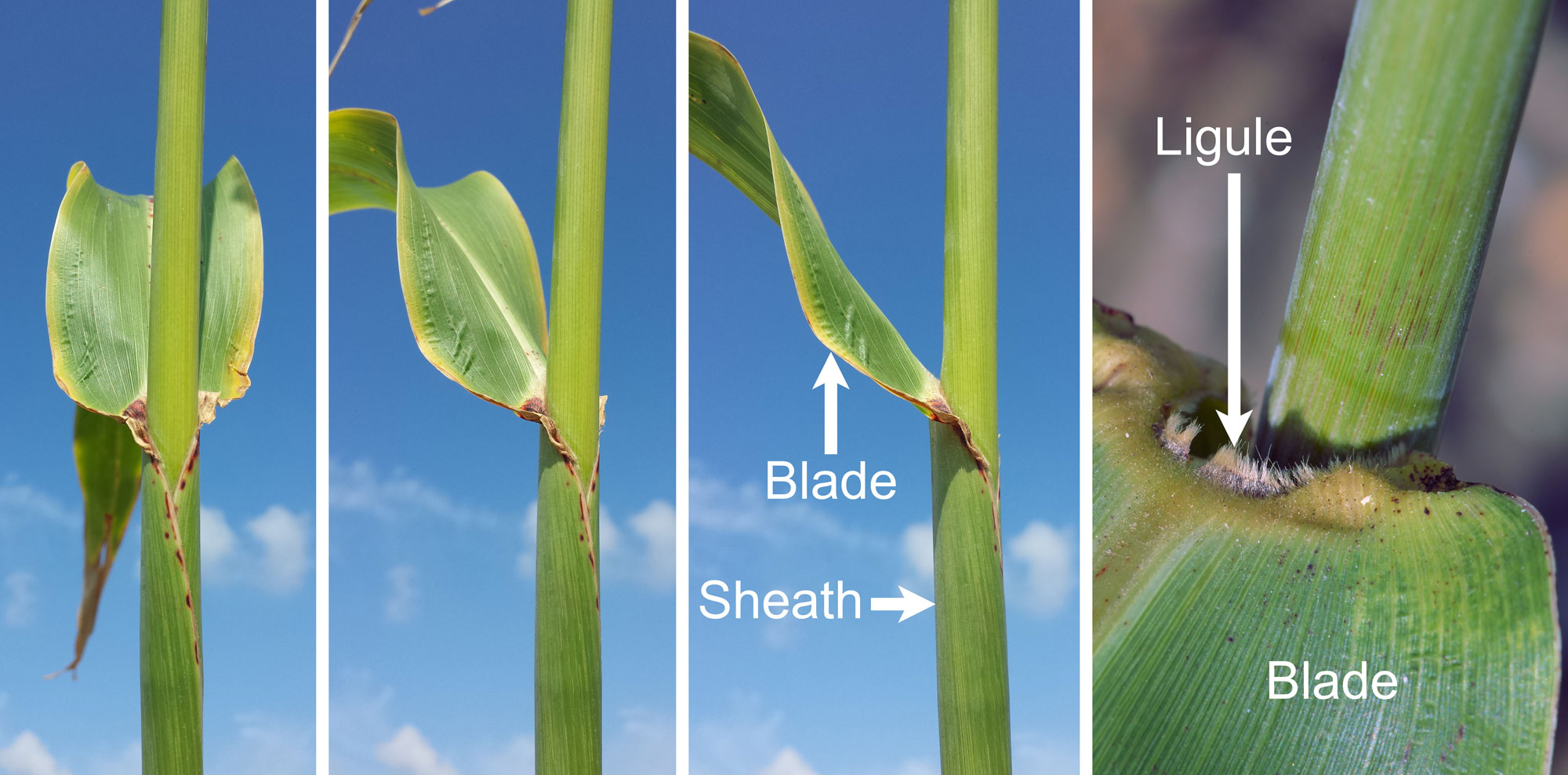 Photographs showing four views of the leaf blade, leaf sheath, and ligule of sorghum. The junction between the blade and the sheath is shown in three views in the three left panels. In the fourth panel, the blade has been pulled down and the sheath pulled slightly away from the stem to expose the short hairs of the ligule.