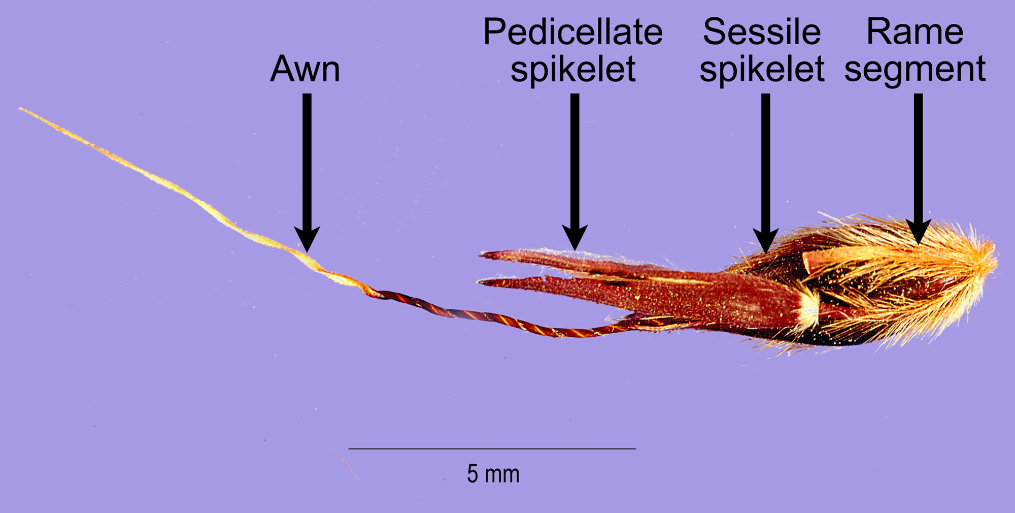 Photograph of the dispersal unit of wild sorghum. The unit consists of a sessile spikelet, a pedicellate spikelet and a rame segment attached to one another. A long, twisted awn sticks out of the tip of the sessile spikelet.