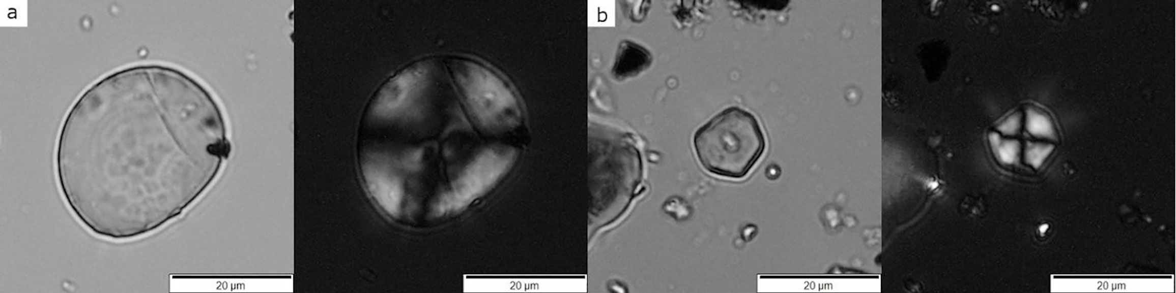 Four-panel image showing photomicrographs of ancient starch grains recovered from grinding tools at the Neolithic archaeological site Çatalhöyük in Turkey, dating between about 6700 and 6300 years B.C. Each pair of images shows the grains under brightfield illumination (regular transmitted light) and cross-polarized light (showing the extinction cross). Left panels show starch from a member of the Wheatgrass Tribe (Tribe Triticeae), right panels show starch from a member of the Millet Tribe (Tribe Paniceae).
