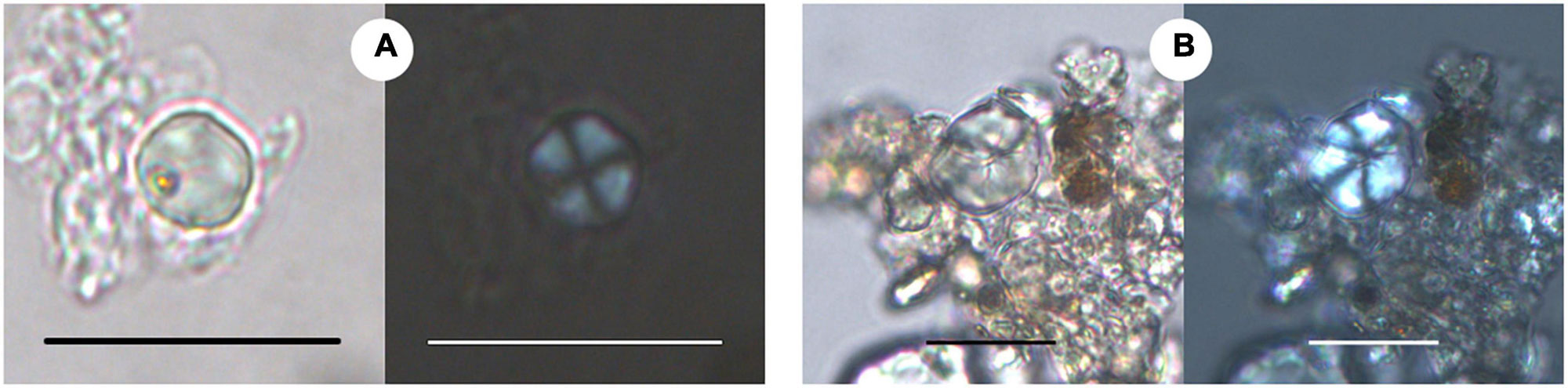 Four-panel image showing photomicrographs of ancient starch grains recovered from pottery found at archaeological sites in Gujarat, India, dating between about 3300 and 2000 years B.C. Each pair of images shows the grains under brightfield illumination (regular transmitted light) and cross-polarized light (showing the extinction cross). Left panels show starch from millet (Millet Tribe/Tribe Paniceae), right panels show starch from Job's tears (Coix lachyrma-jobi).