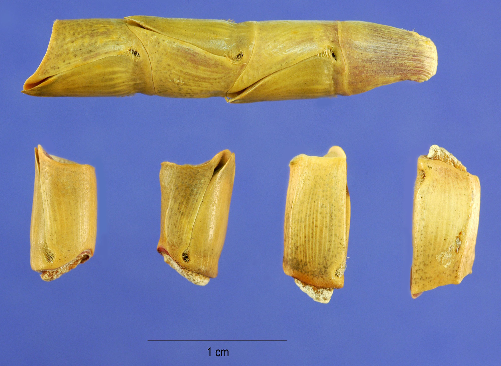 Photograph of a portion of a rame of eastern gamagrass. A segment of the rame near the two of the image shows four fruitcases (mature female spikelets) attached to one another. Four separated fruitcases are shown near the bottom of the image.