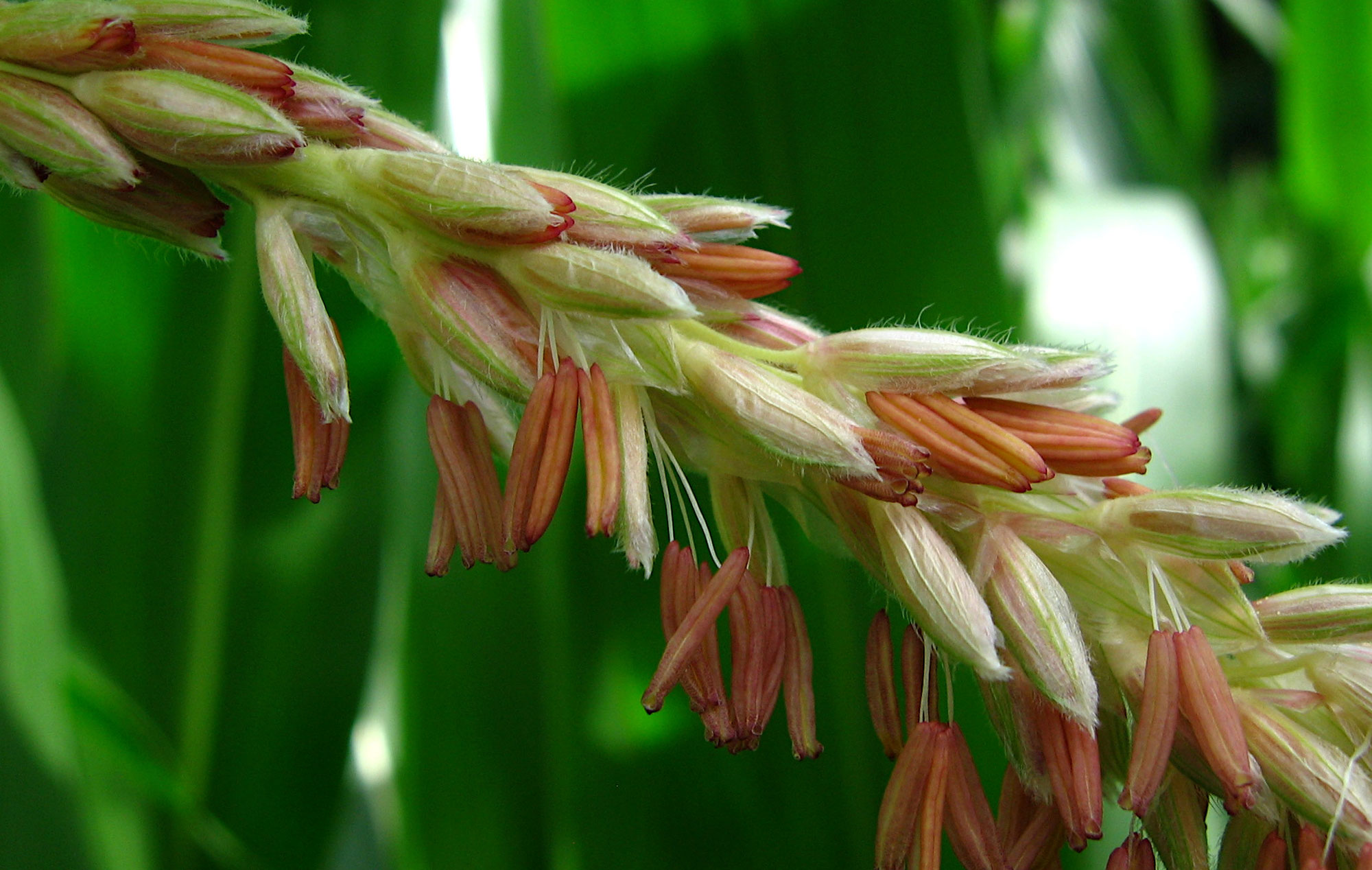 Photograph showing a detail of a portion of the branch of a maize tassel bearing male spikelets. The spikelets have exposed anthers. The anthers are light brownish-orange in color.