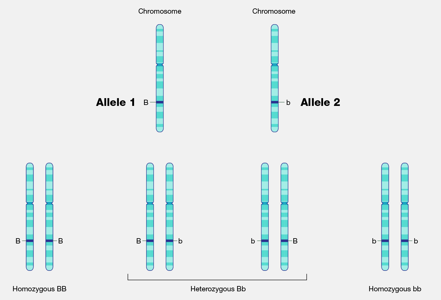 Upper row: Diagram of two homologous linear chromosomes with different alleles for the same gene. The gene on each chromosome is marked as a dark blue, horizontal stripe. One allele is marked "b," whereas the other is marked "B". Lower row: The possible combinations of alleles that could be inherited for the gene, including BB, Bb, bB, and bb.