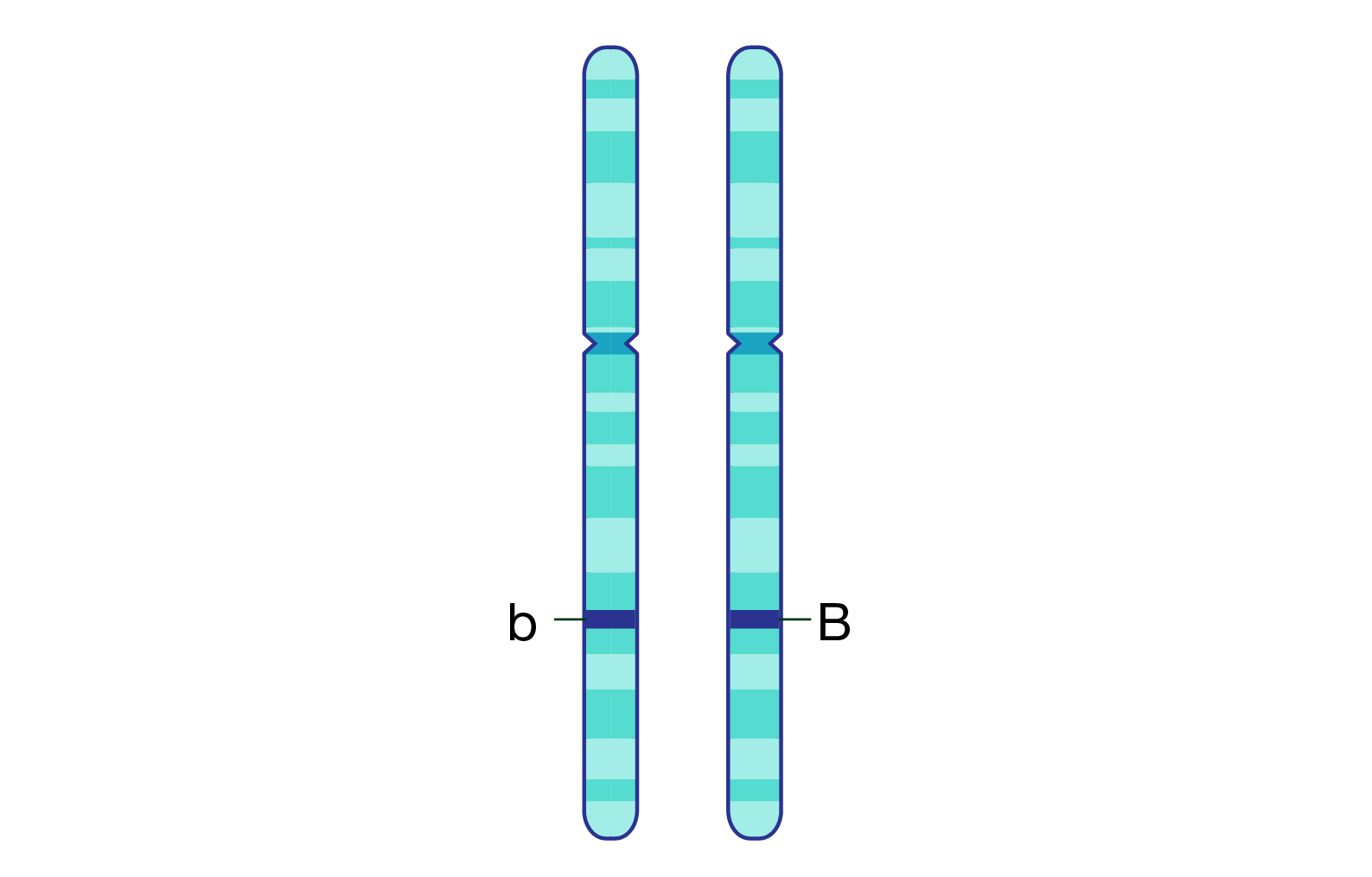 Diagram of two homologous linear chromosomes with different alleles for the same gene. The gene on each chromosome is marked as a dark blue, horizontal stripe. One allele is marked "b," whereas the other is marked "B".