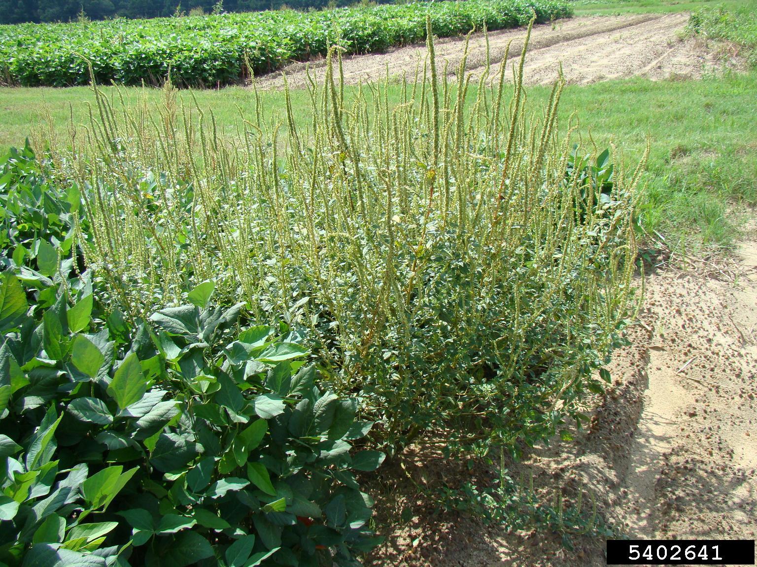 Photograph of palmer pigweed on the edge of a field of soybean. The photo shows a clump of spindly herbaceous plants with long, green inflorescences at the corner of a cultivated field of soybeans. The soybeans are shorter than the weeks and have much larger, darker green leaves.
