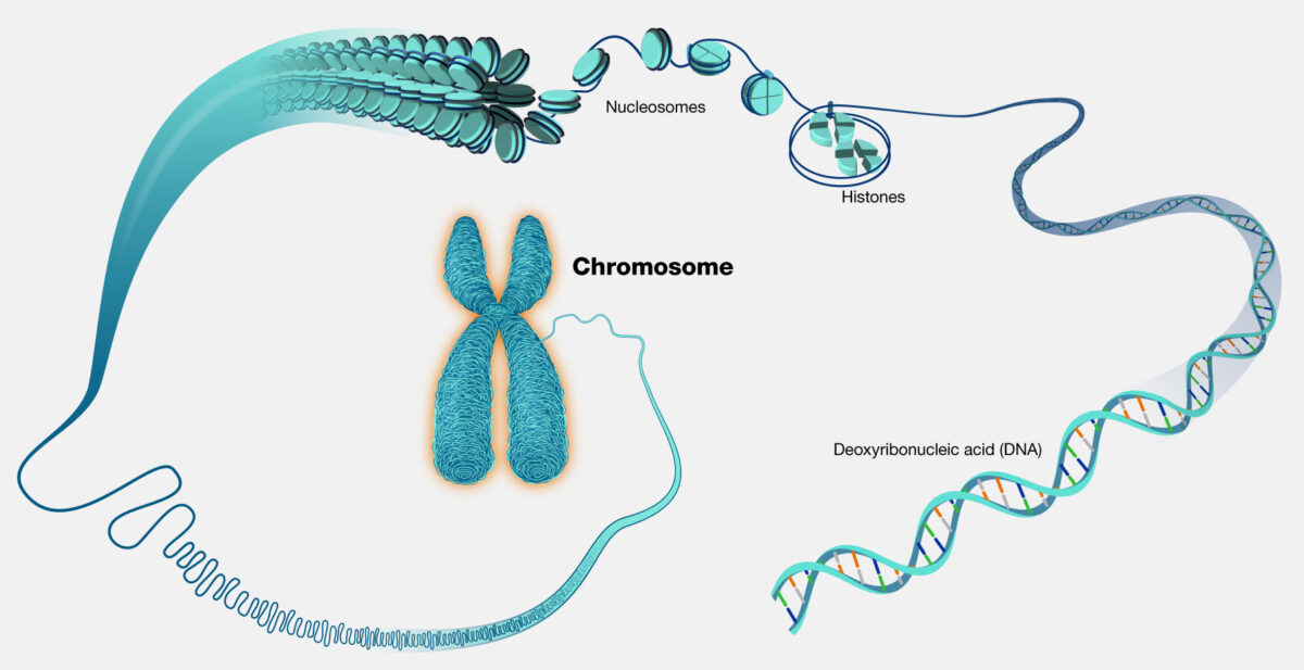 Illustration of a chromosome with two chromatids unraveling to reveal nucleosomes, histones, and finally DNA.