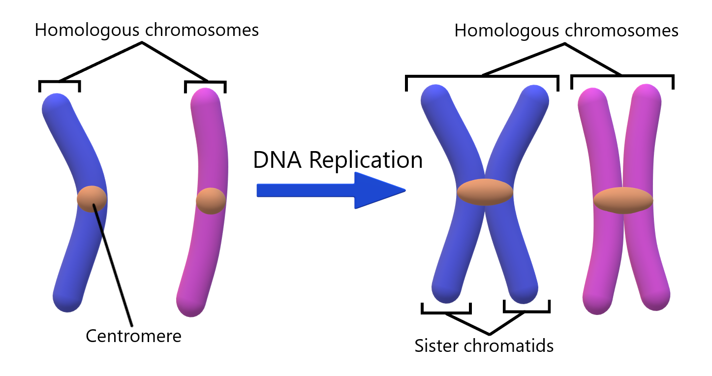 Diagram illustrating the duplication of chromosomes. In the diagram, a linear blue chromosome and a linear pink chromosome are shown on the left. Each has a circular region called a centromere. On the right, the single strand of each chromosome has doubled, so that each chromosome consists of two chromatids. The chromatids are joined at the centromere, so each chromosome looks like an "X".